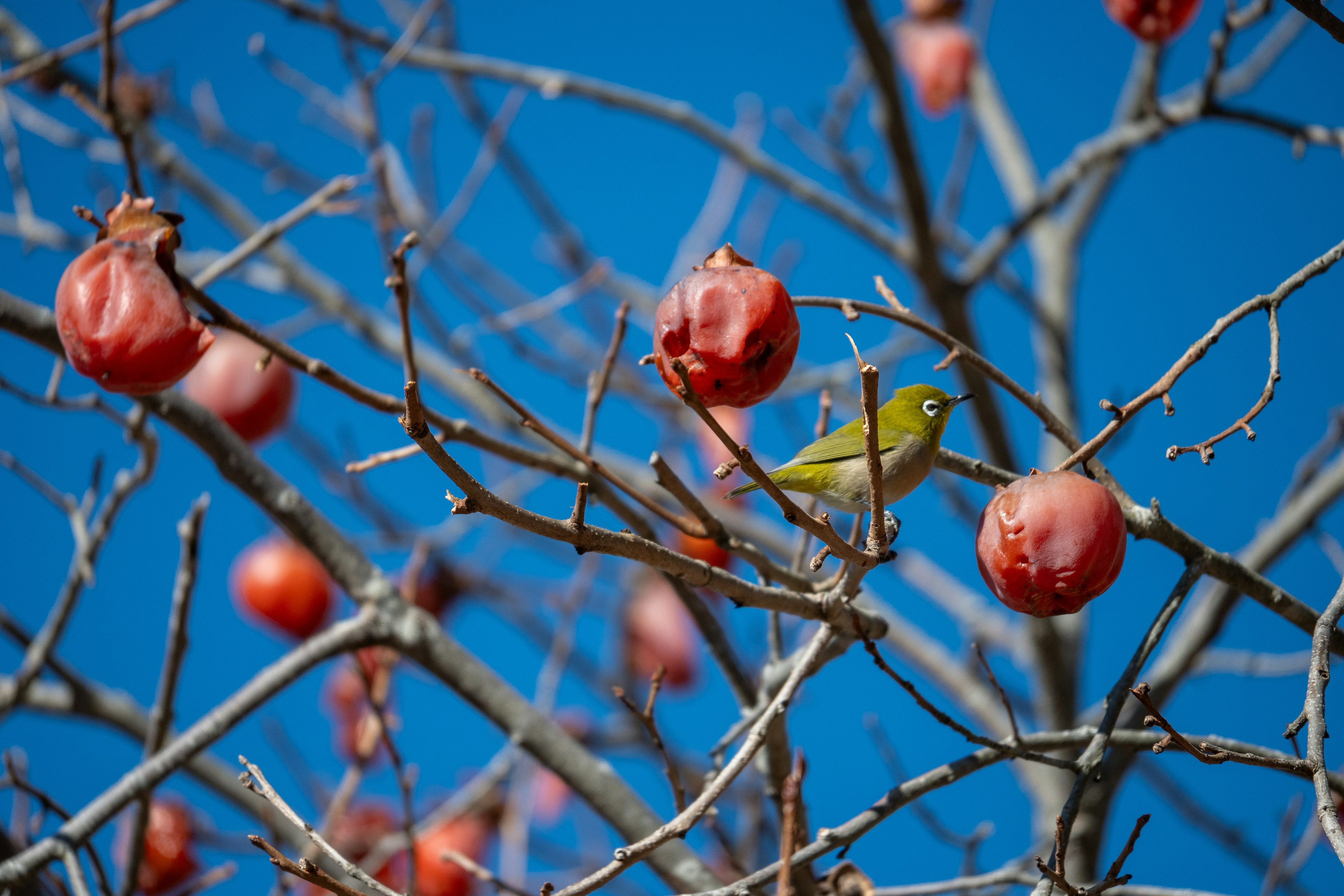 Branches d'arbre avec des fruits rouges et un oiseau vert sous un ciel bleu