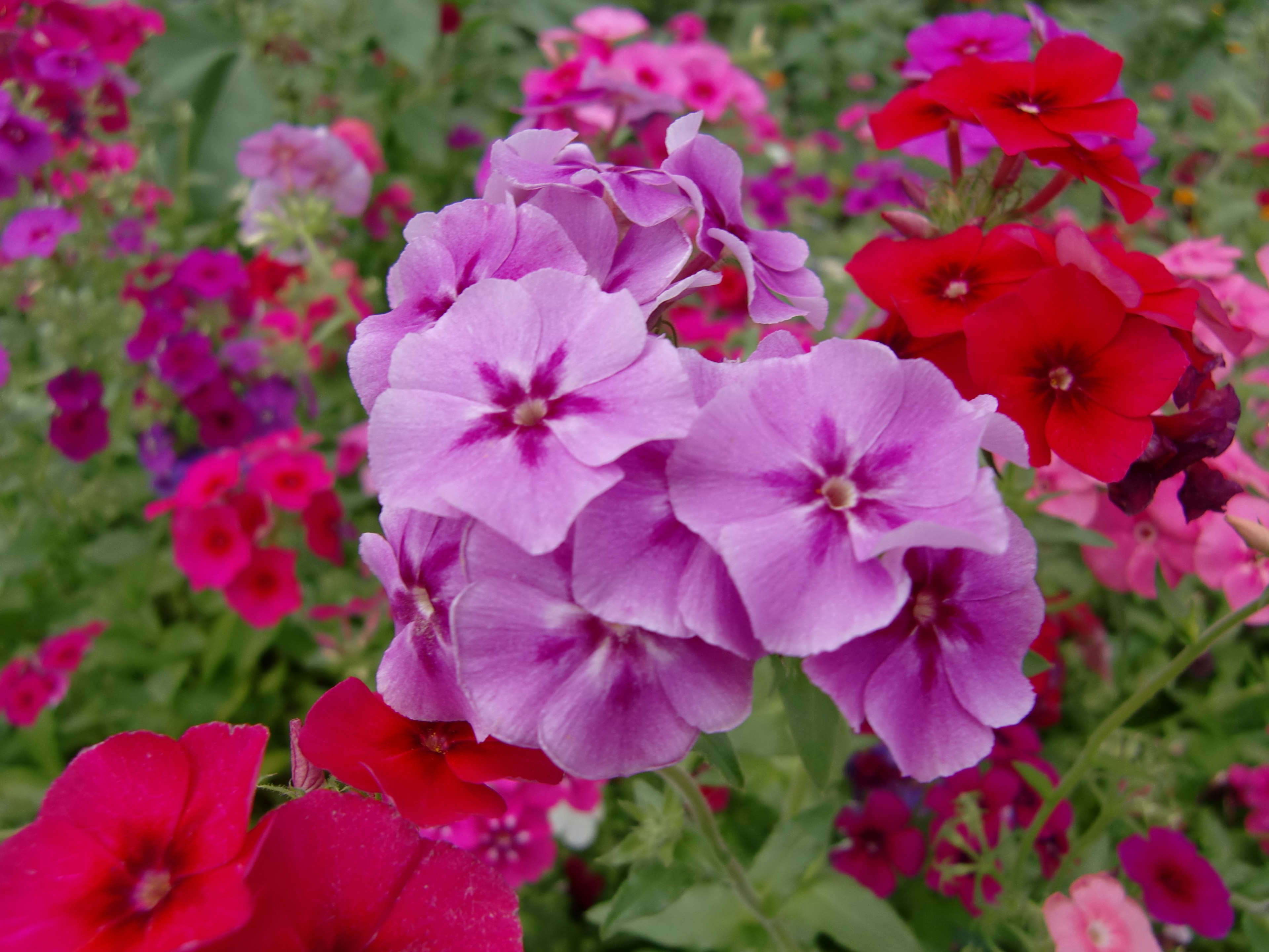 A vibrant garden scene filled with blooming pink and red flowers