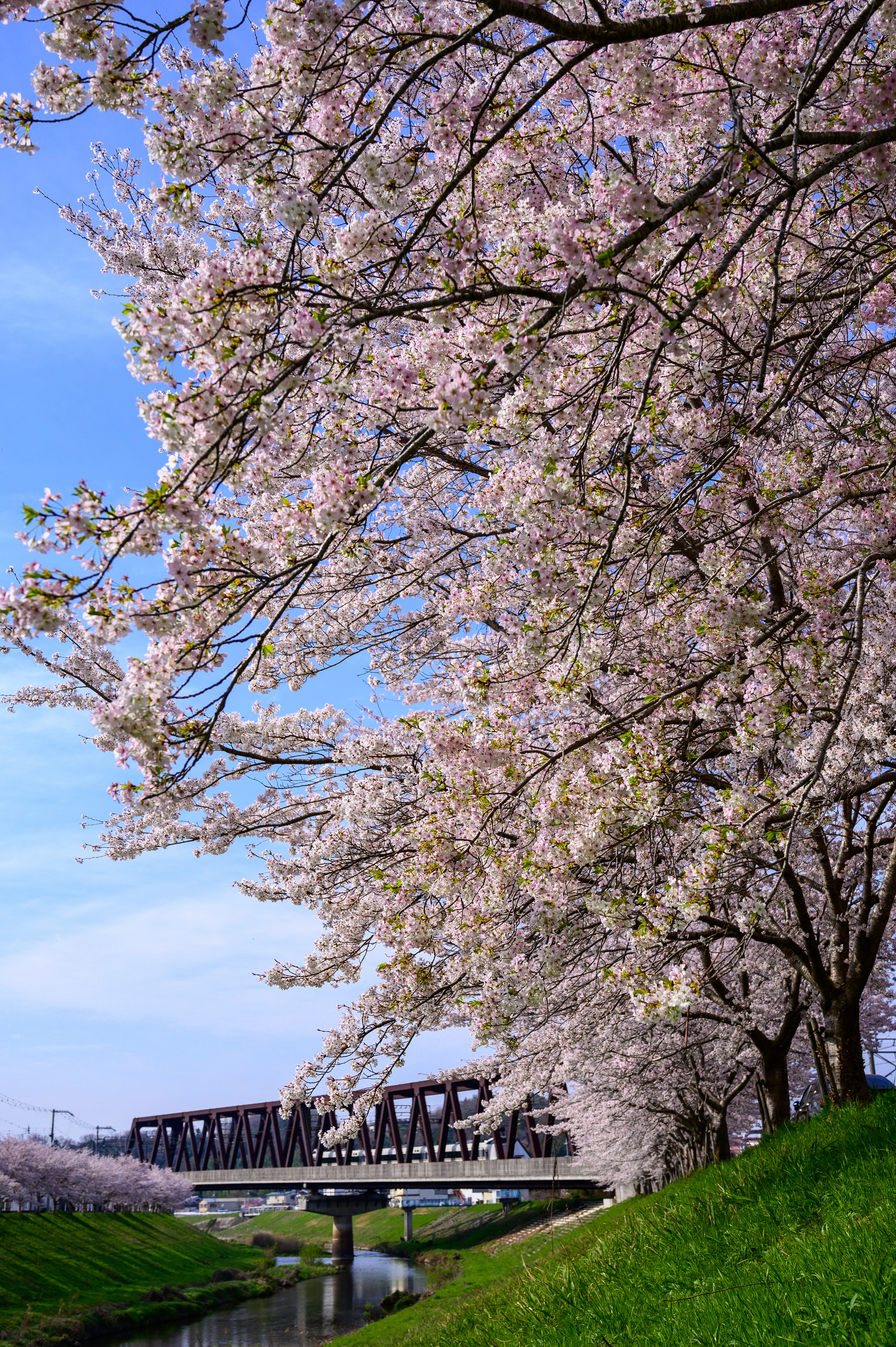 Alberi di ciliegio in fiore lungo un fiume sotto un cielo blu