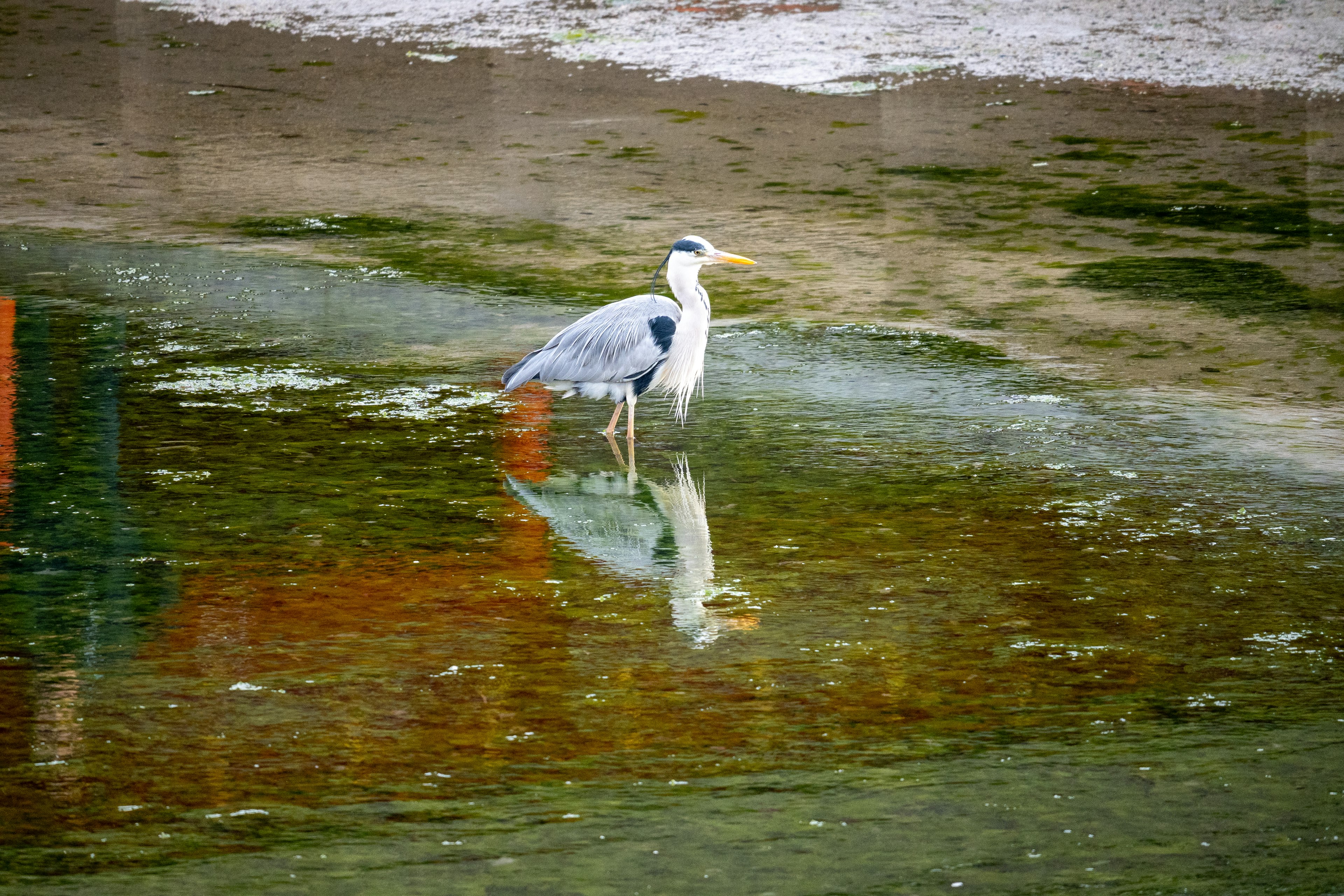 Un airone grigio in piedi nell'acqua bassa con il suo riflesso visibile