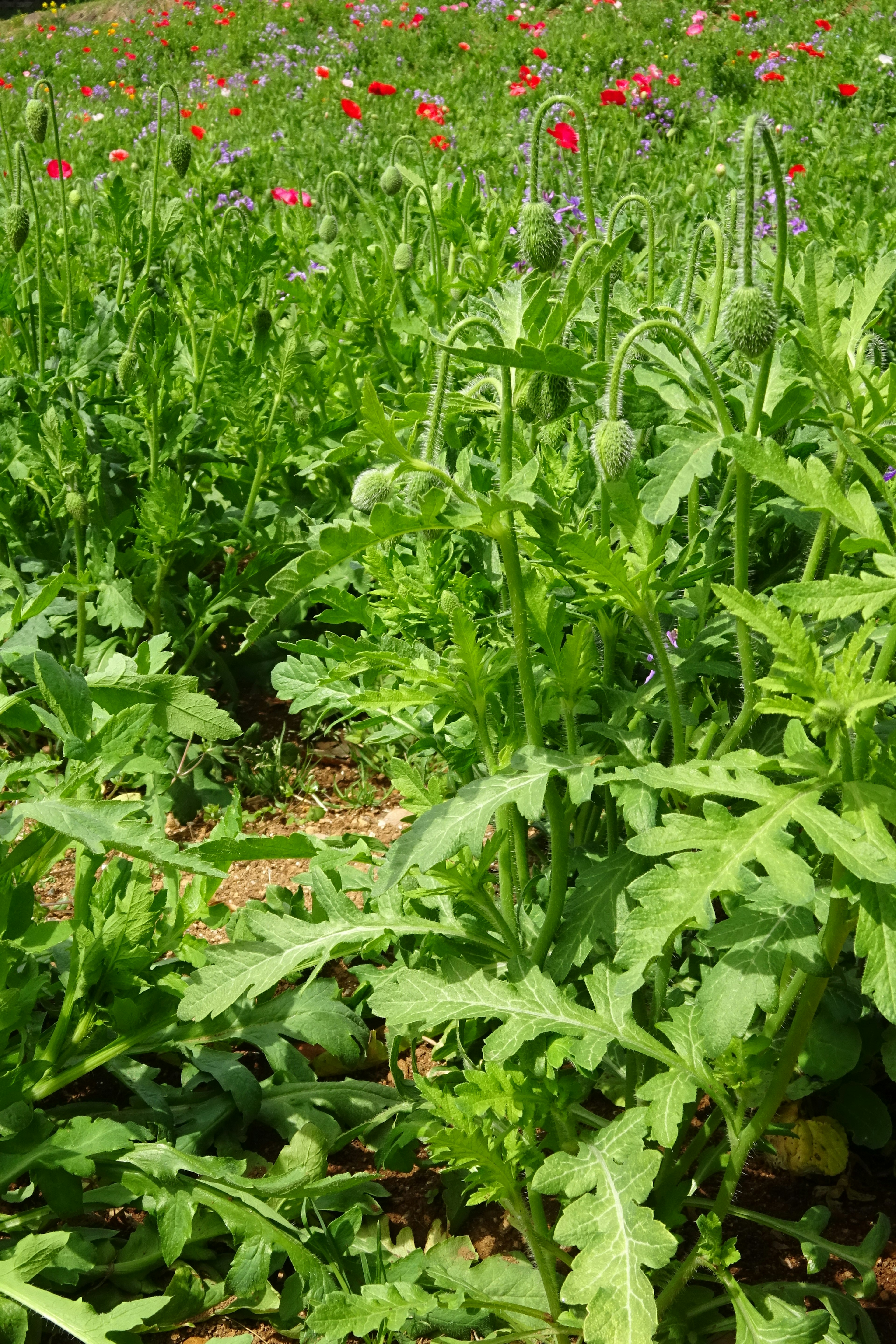 Champ de légumes avec des feuilles vertes et des fleurs rouges en arrière-plan