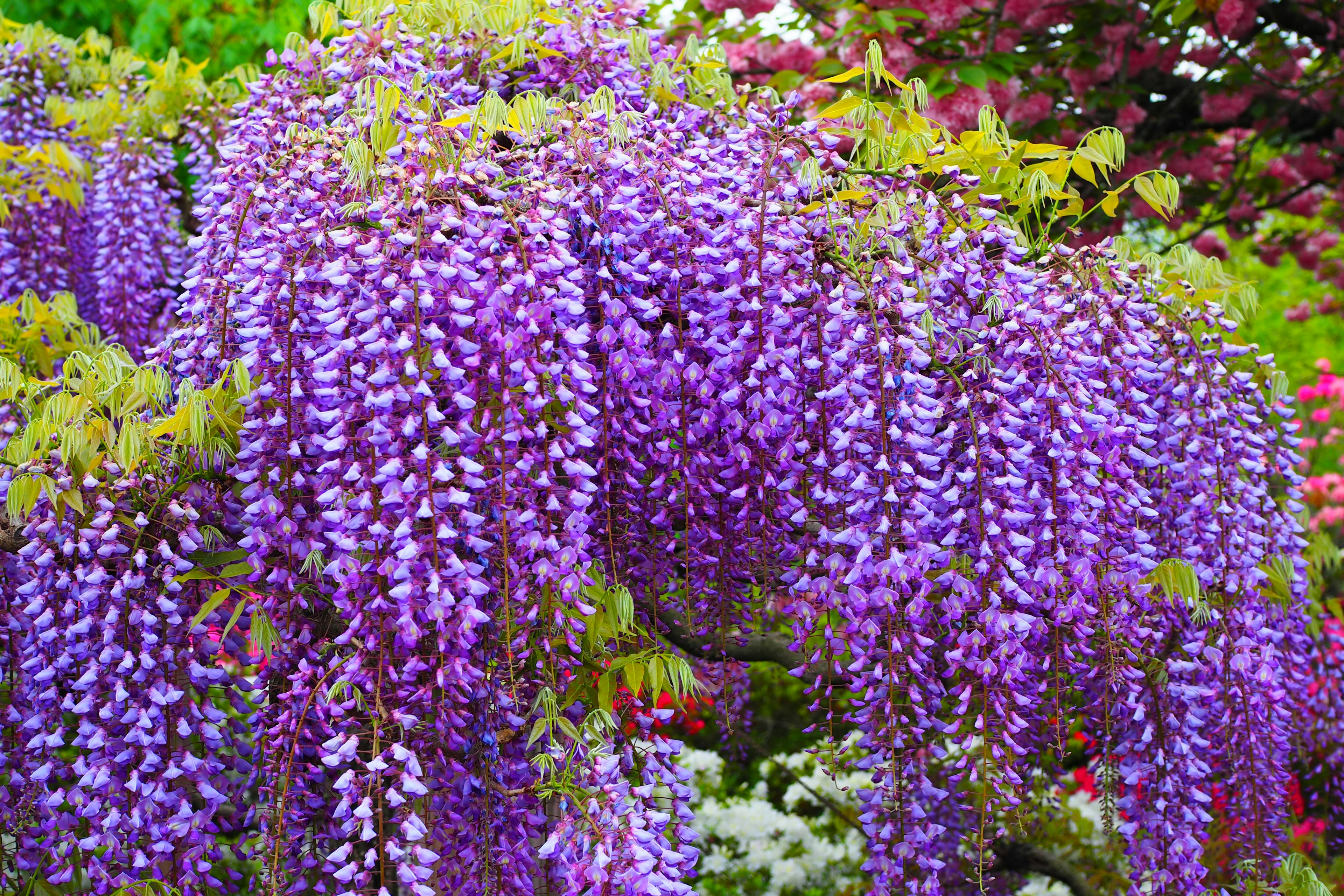 Bellissimo scenario di fiori di glicine viola a cascata