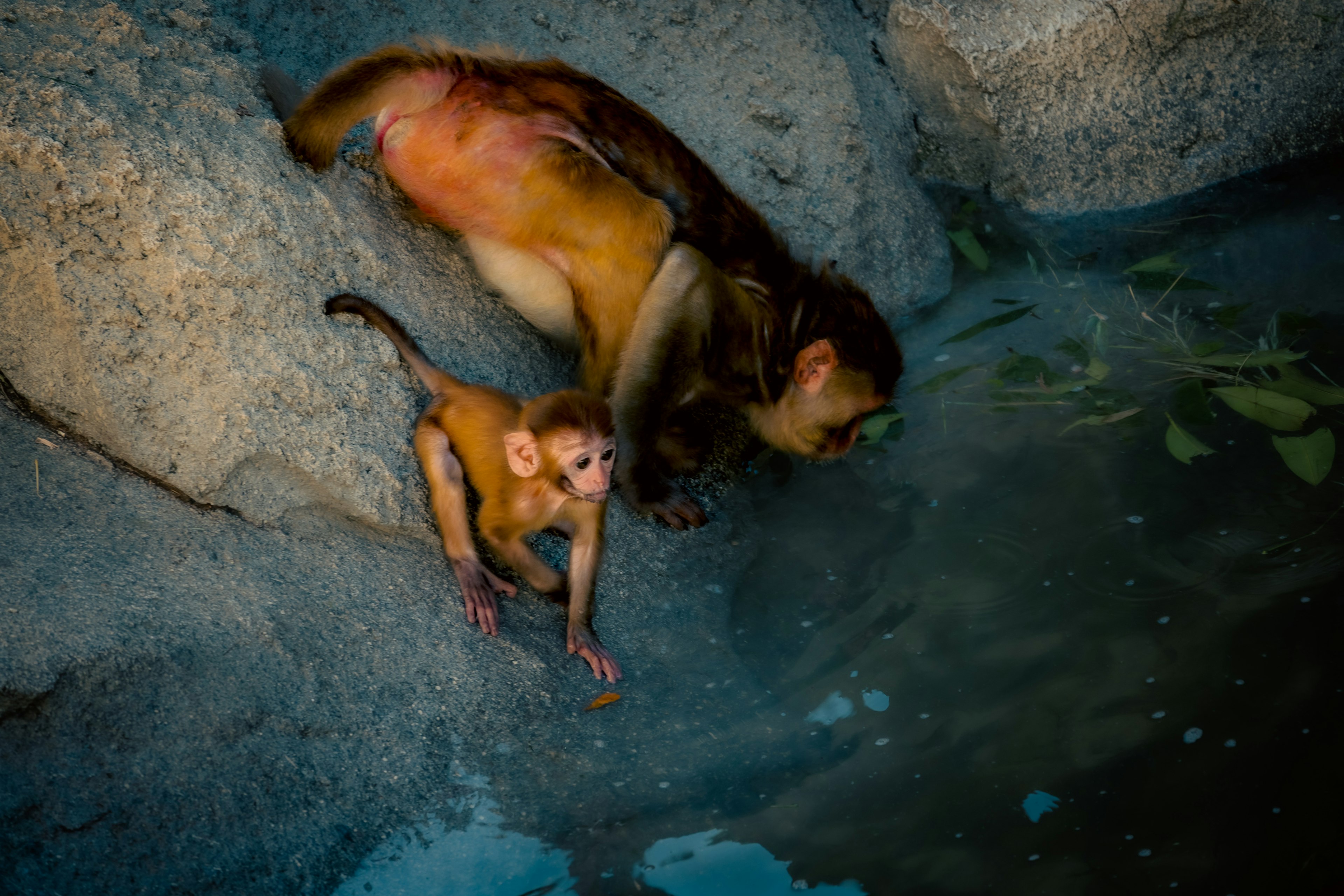 Una scimmia e un cucciolo di scimmia vicino all'acqua