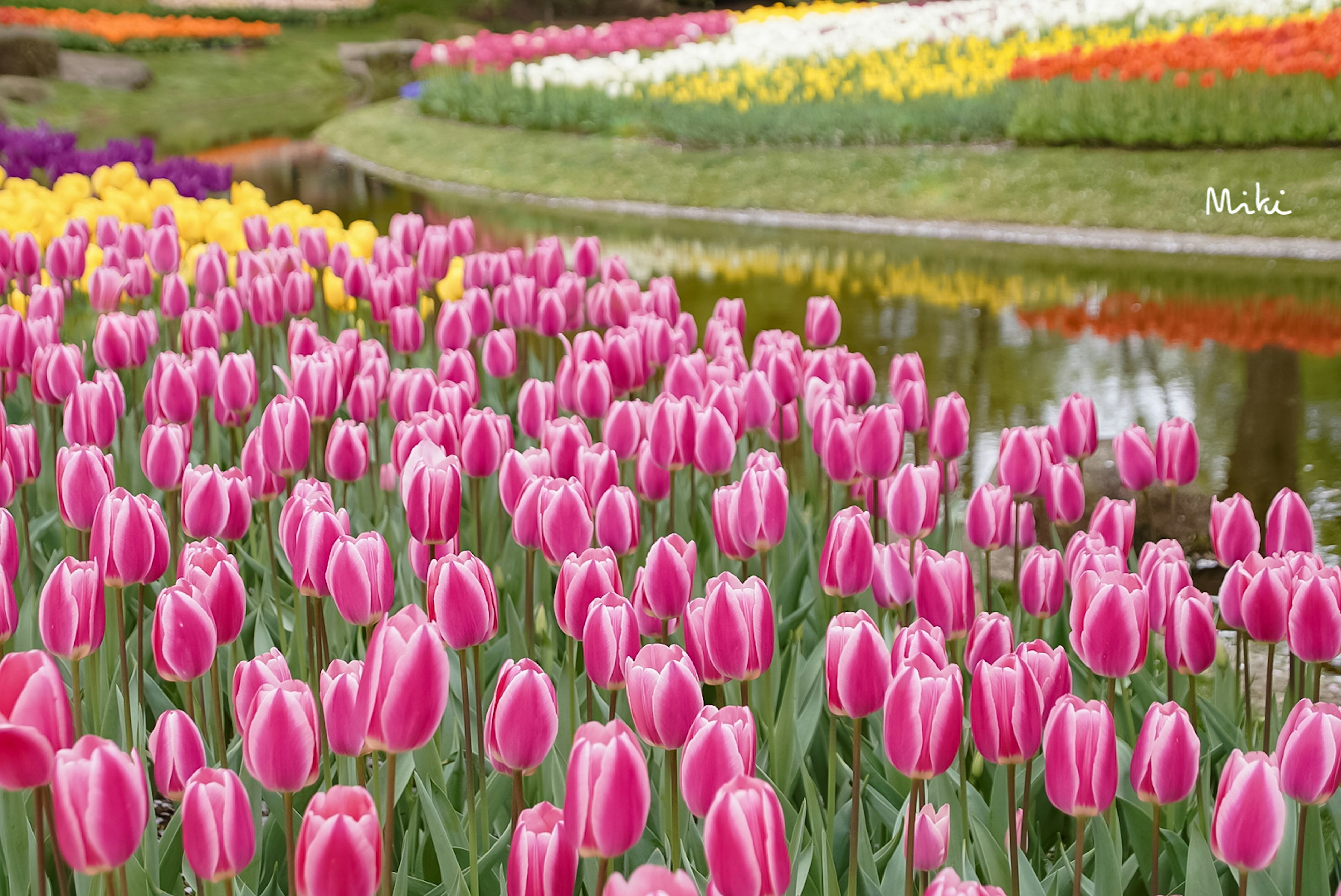 Una escena vibrante que presenta un campo de tulipanes rosas rodeado de tulipanes coloridos y un cuerpo de agua sereno