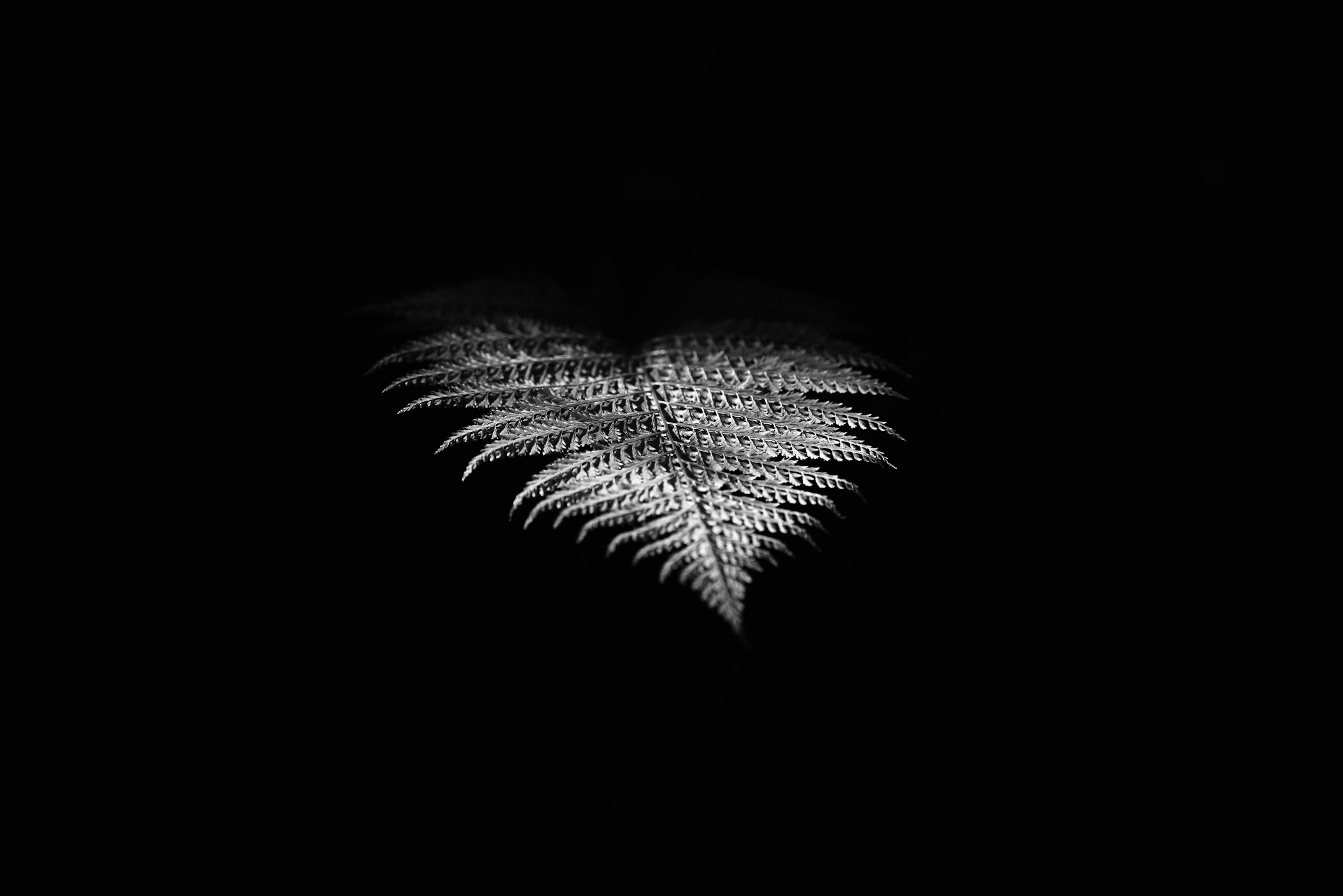 White fern leaf floating on a black background