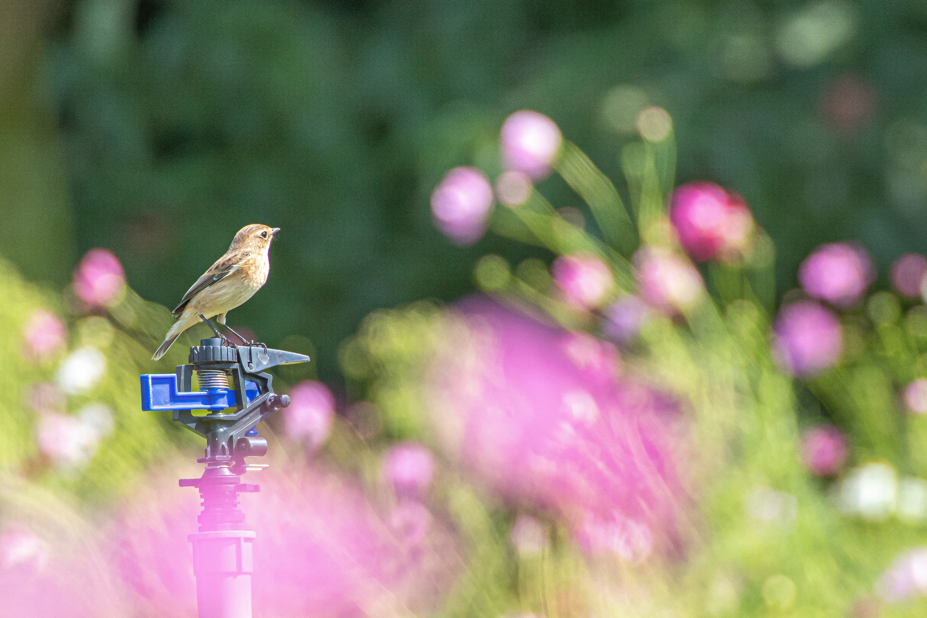 A small bird perched on a sprinkler surrounded by colorful flowers