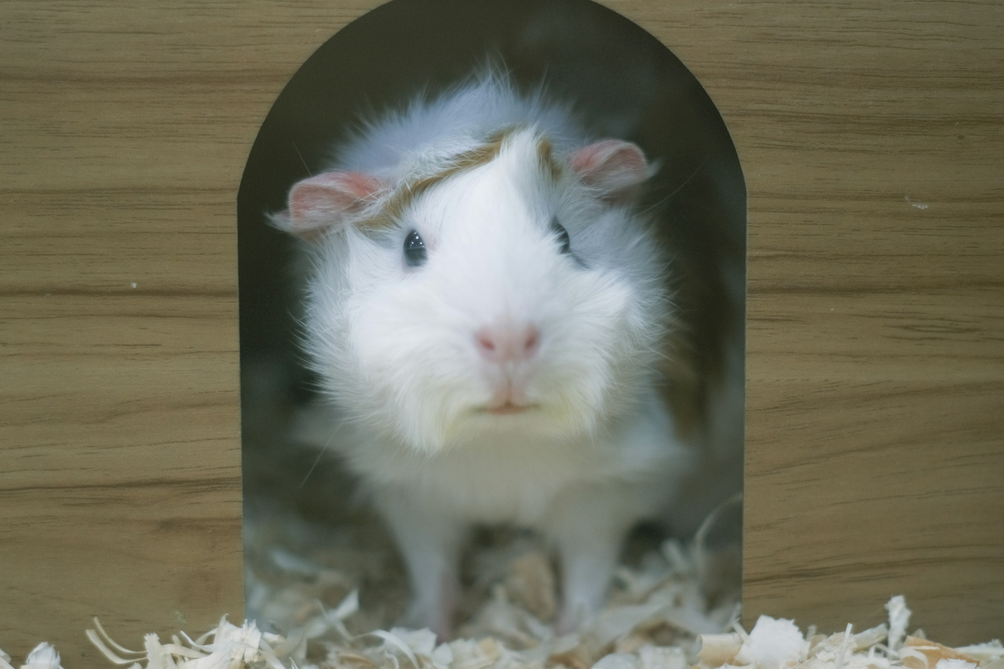 White guinea pig peeking out from a wooden hut