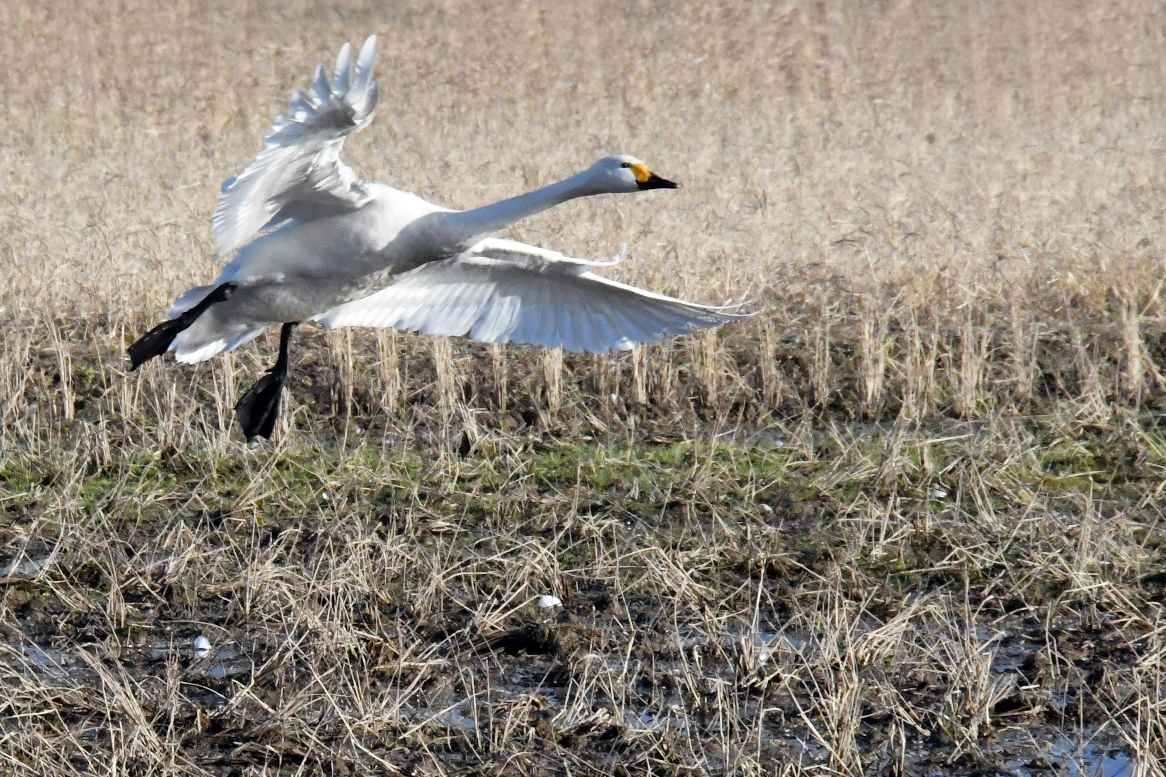 Un cigno che decolla con le ali spiegate in uno sfondo di erba secca