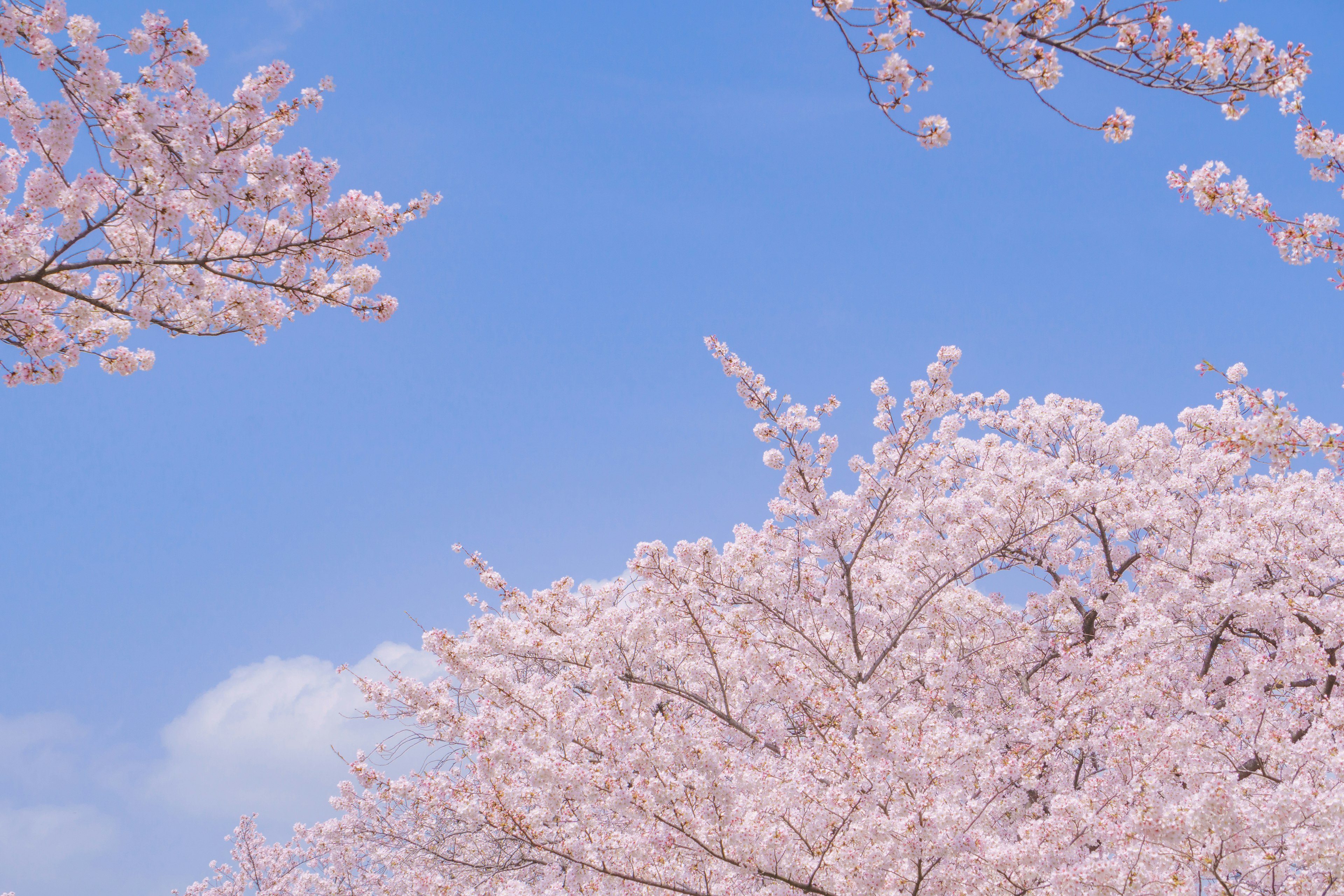 Fiori di ciliegio che fioriscono contro un cielo blu