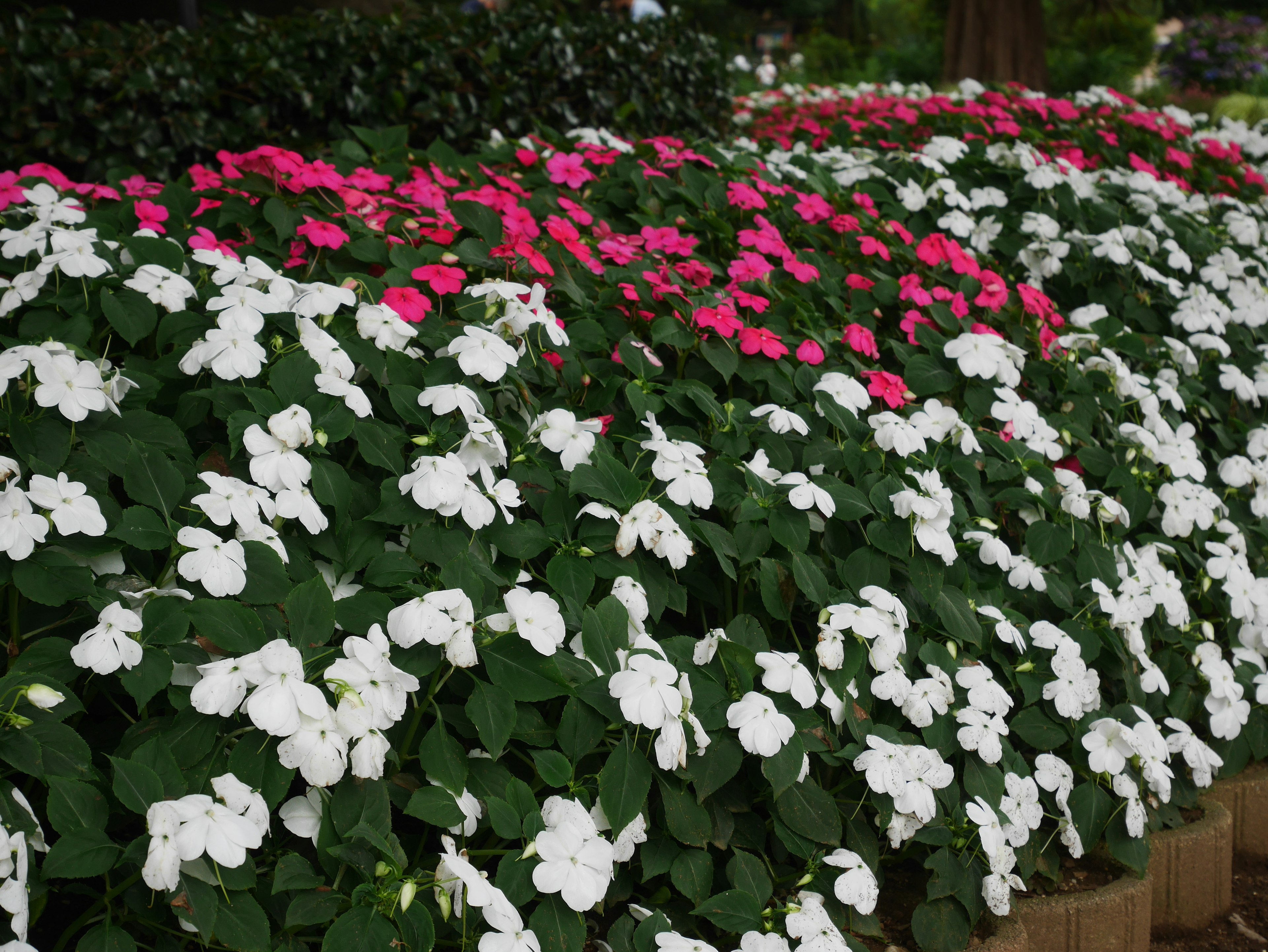 การแสดงดอกไม้ impatiens สีขาวและสีชมพูสดใสในสวน