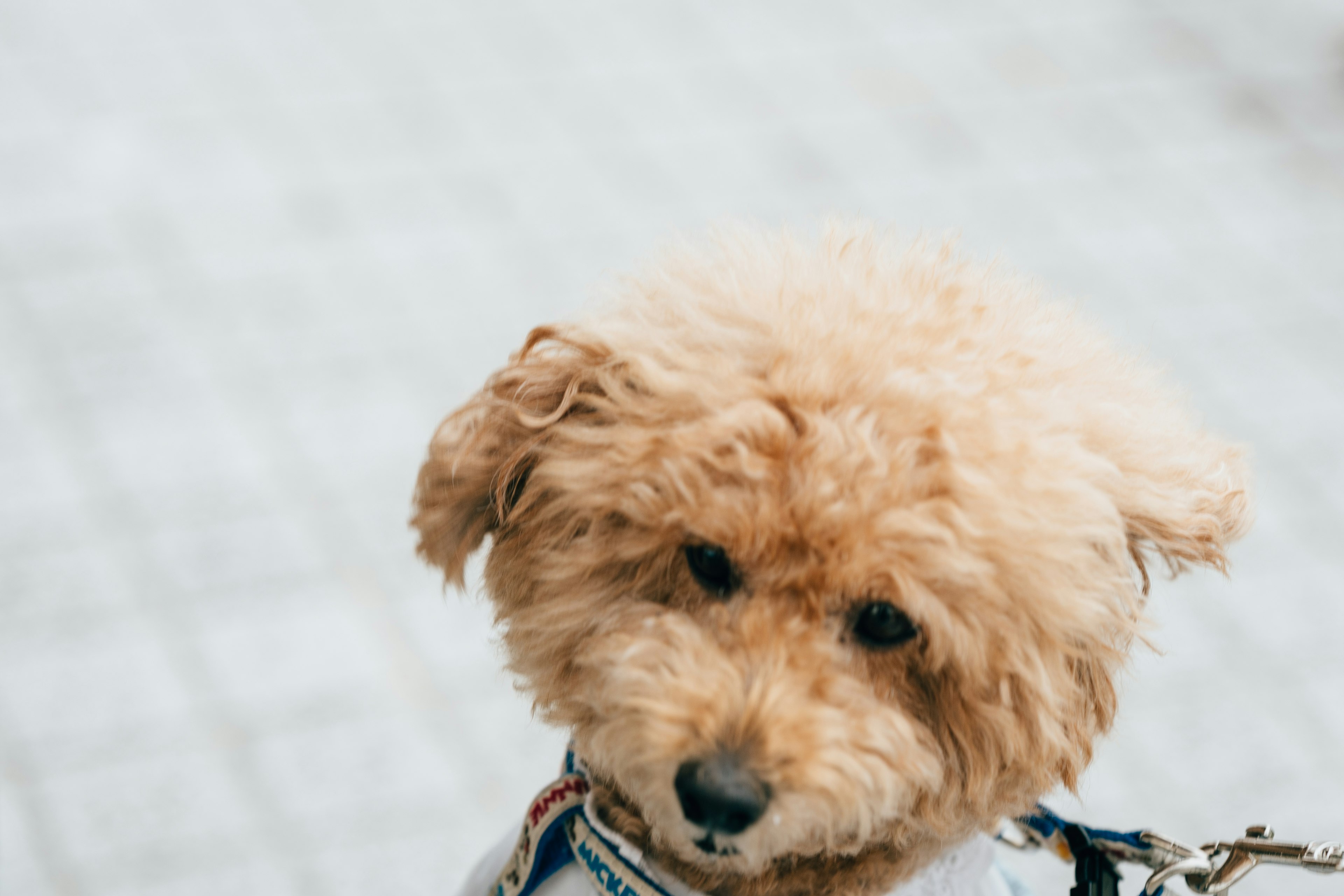 小さな茶色の犬がカメラを見つめている