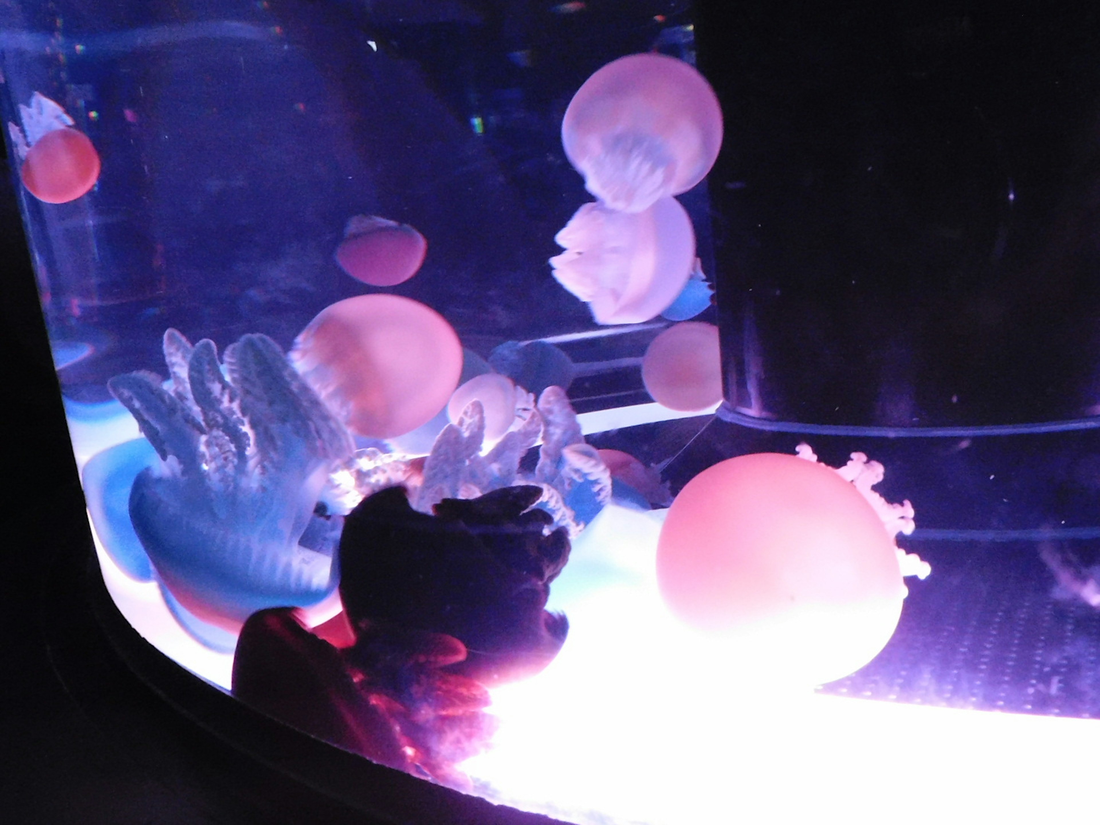 Una scena affascinante di meduse colorate che nuotano in un acquario