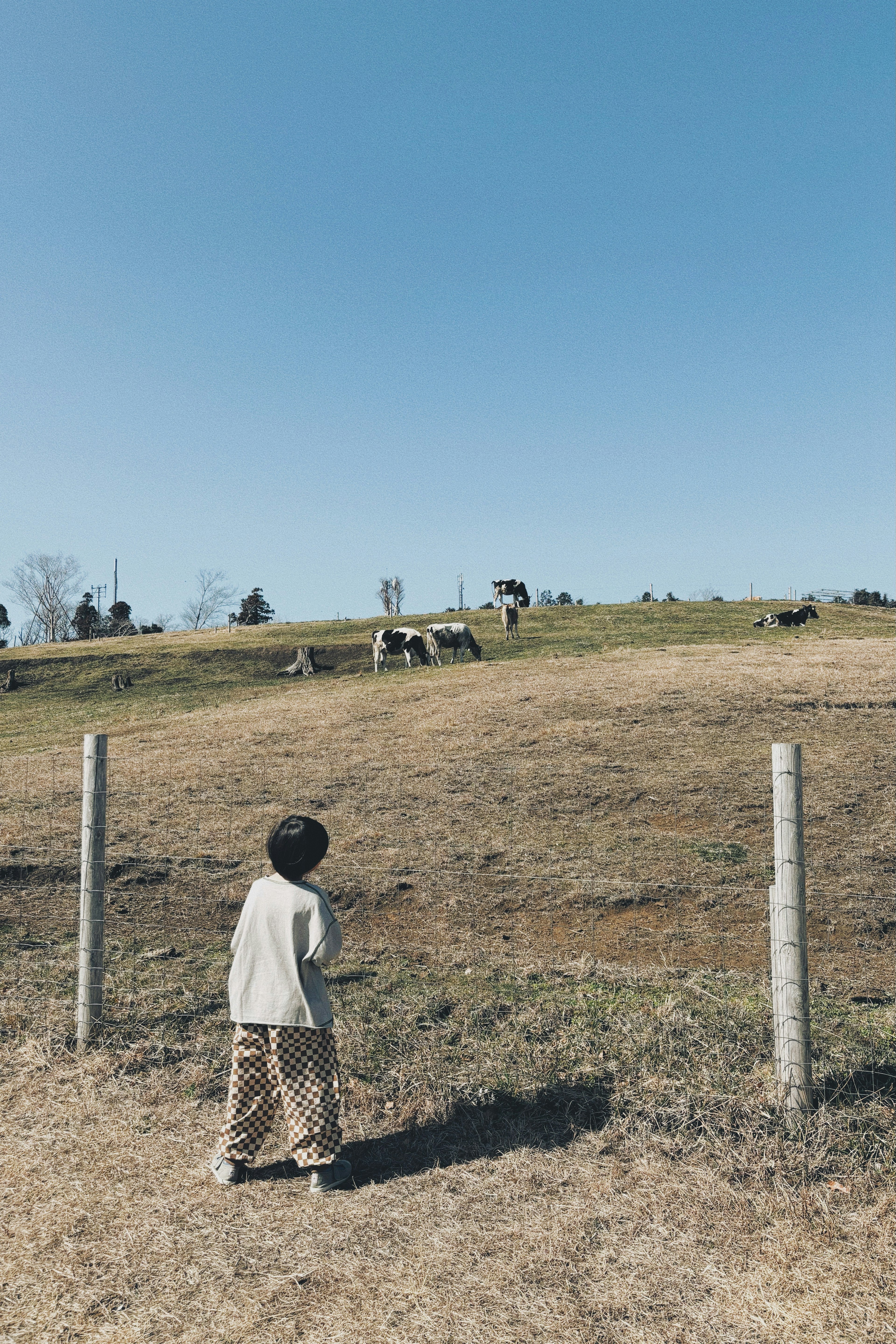 子供が牛を見つめる牧場の風景