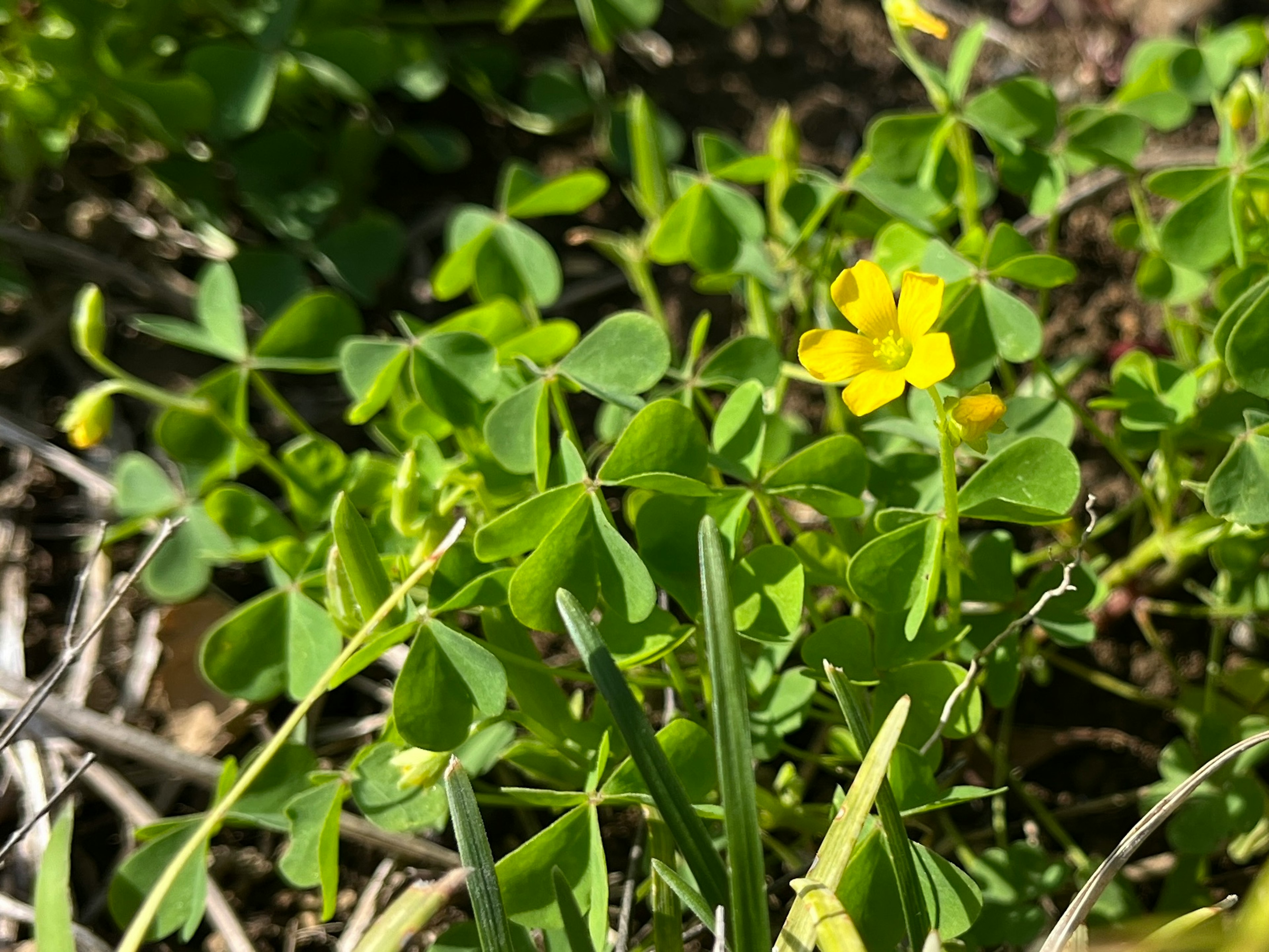 Kedekatan bunga kuning kecil yang dikelilingi daun hijau di rumput