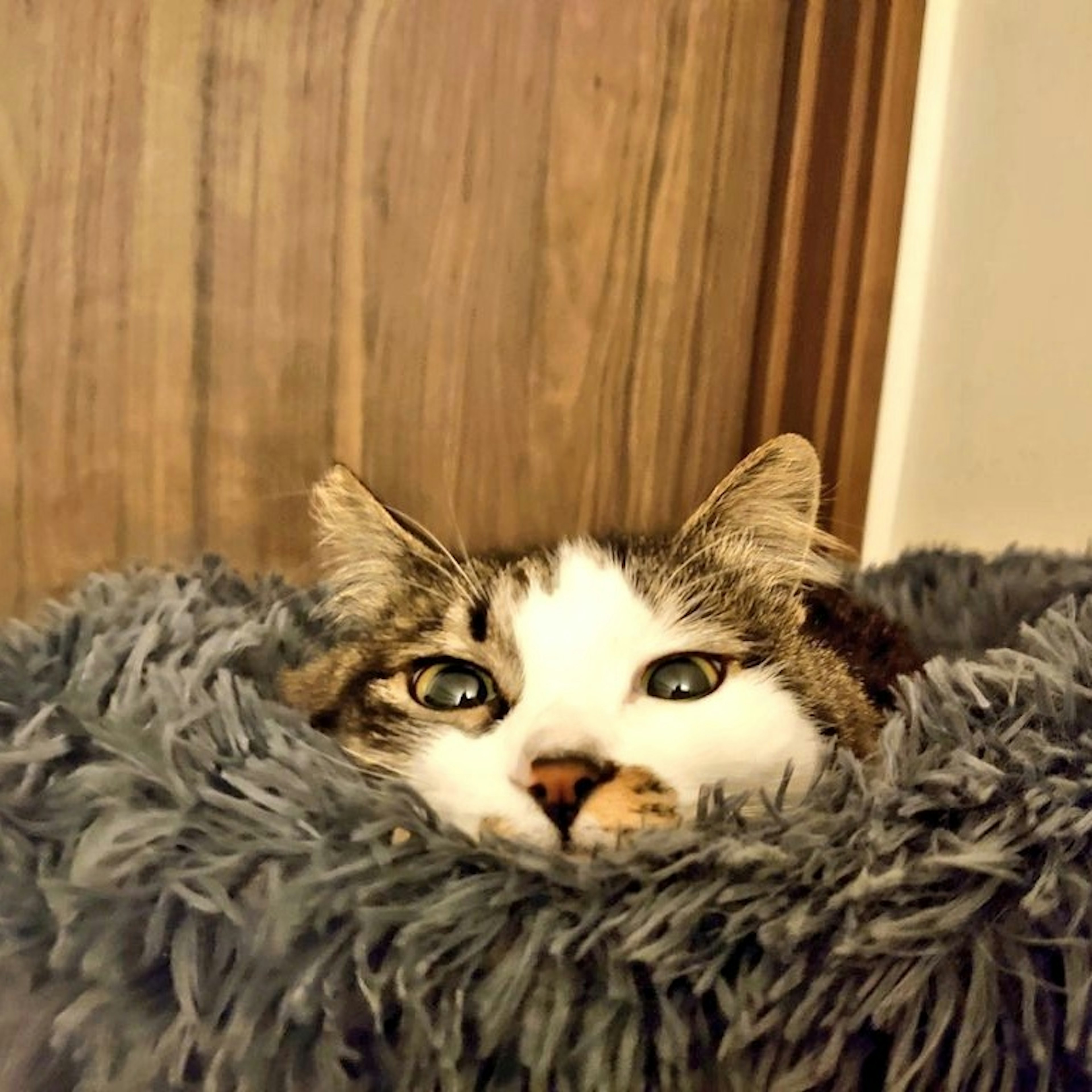 Cat resting in a fluffy bed with a wooden background