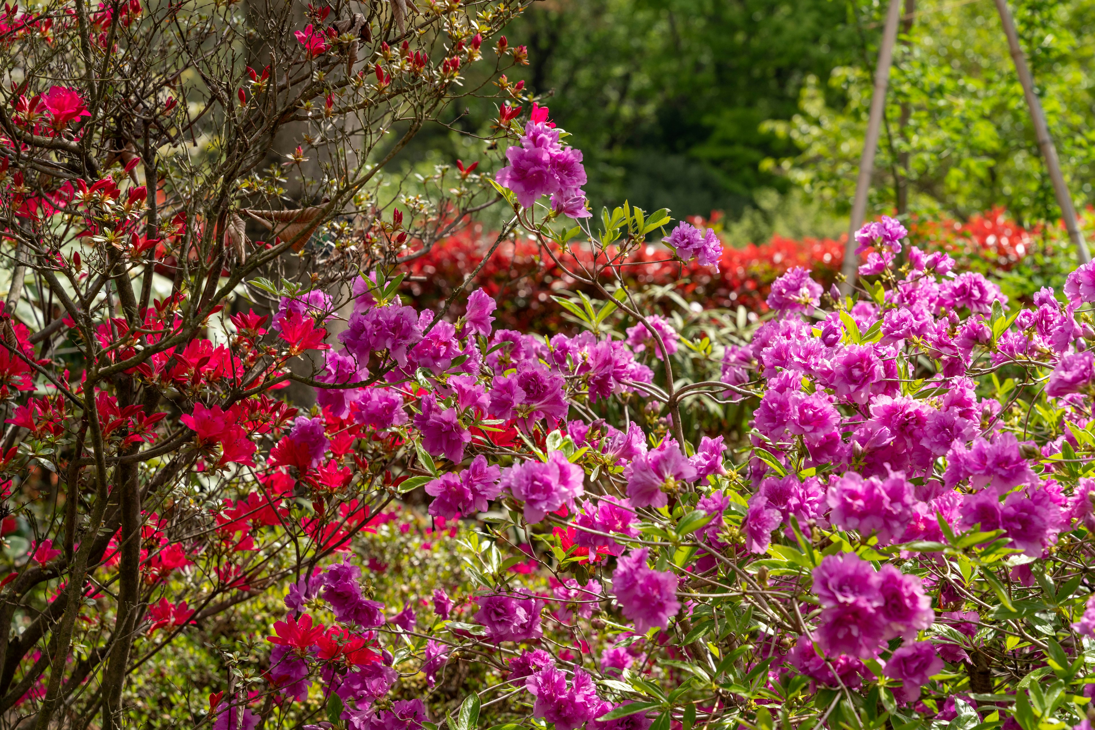 Scène de jardin colorée avec des fleurs violettes et rouges en fleurs