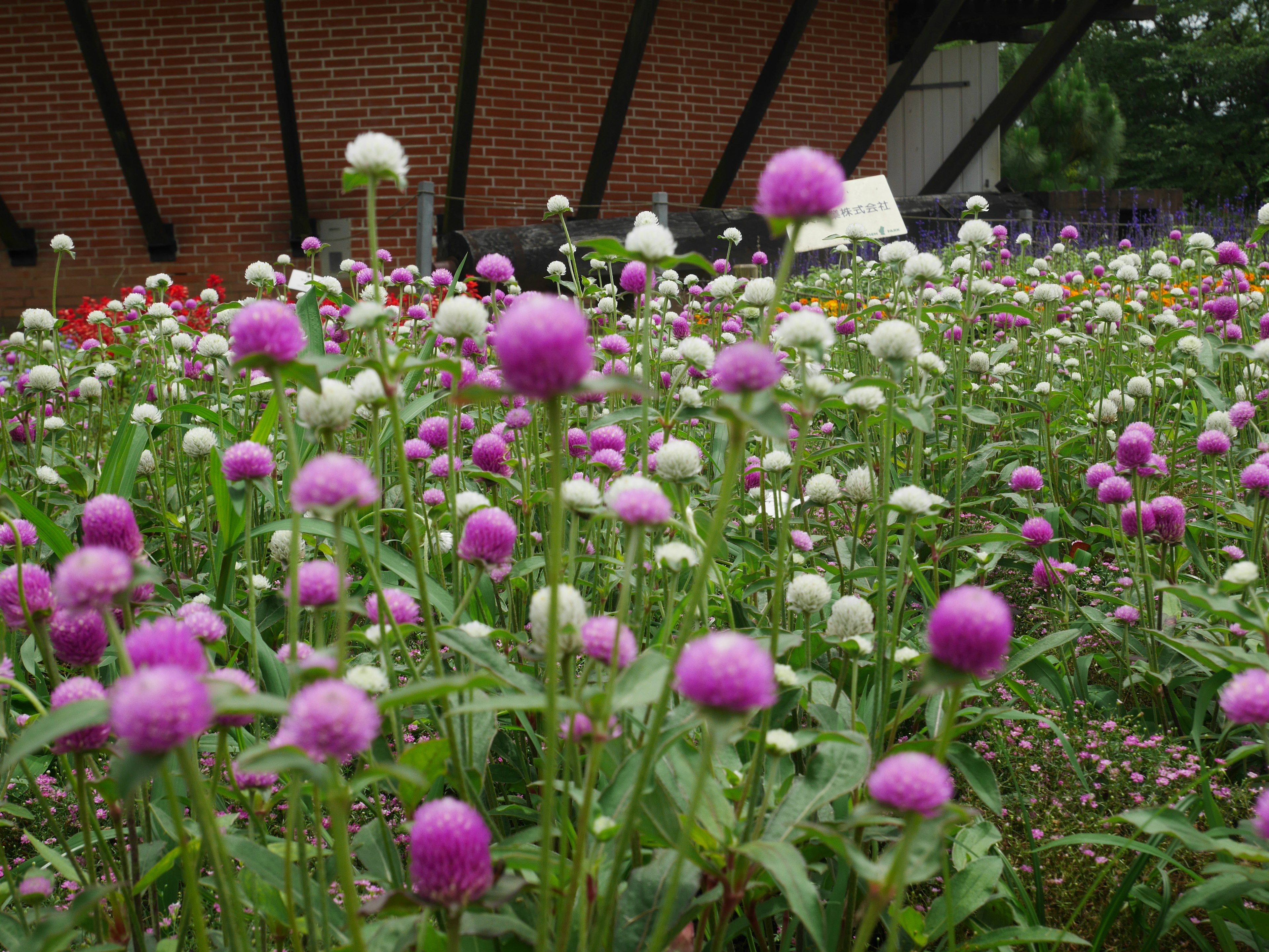 Escena de jardín vibrante con flores rosas y blancas en flor