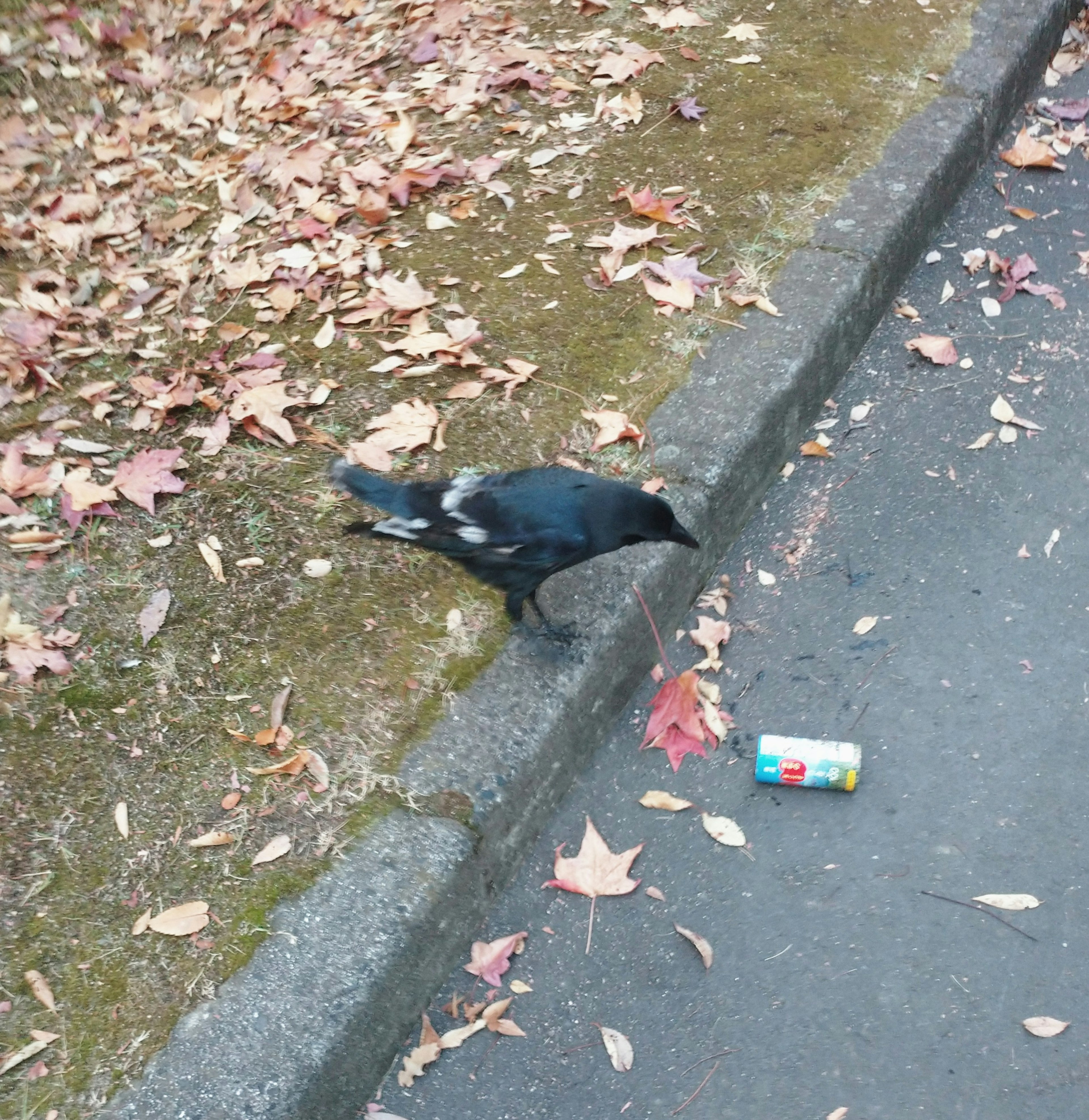 A black crow standing beside a road with fallen leaves and litter