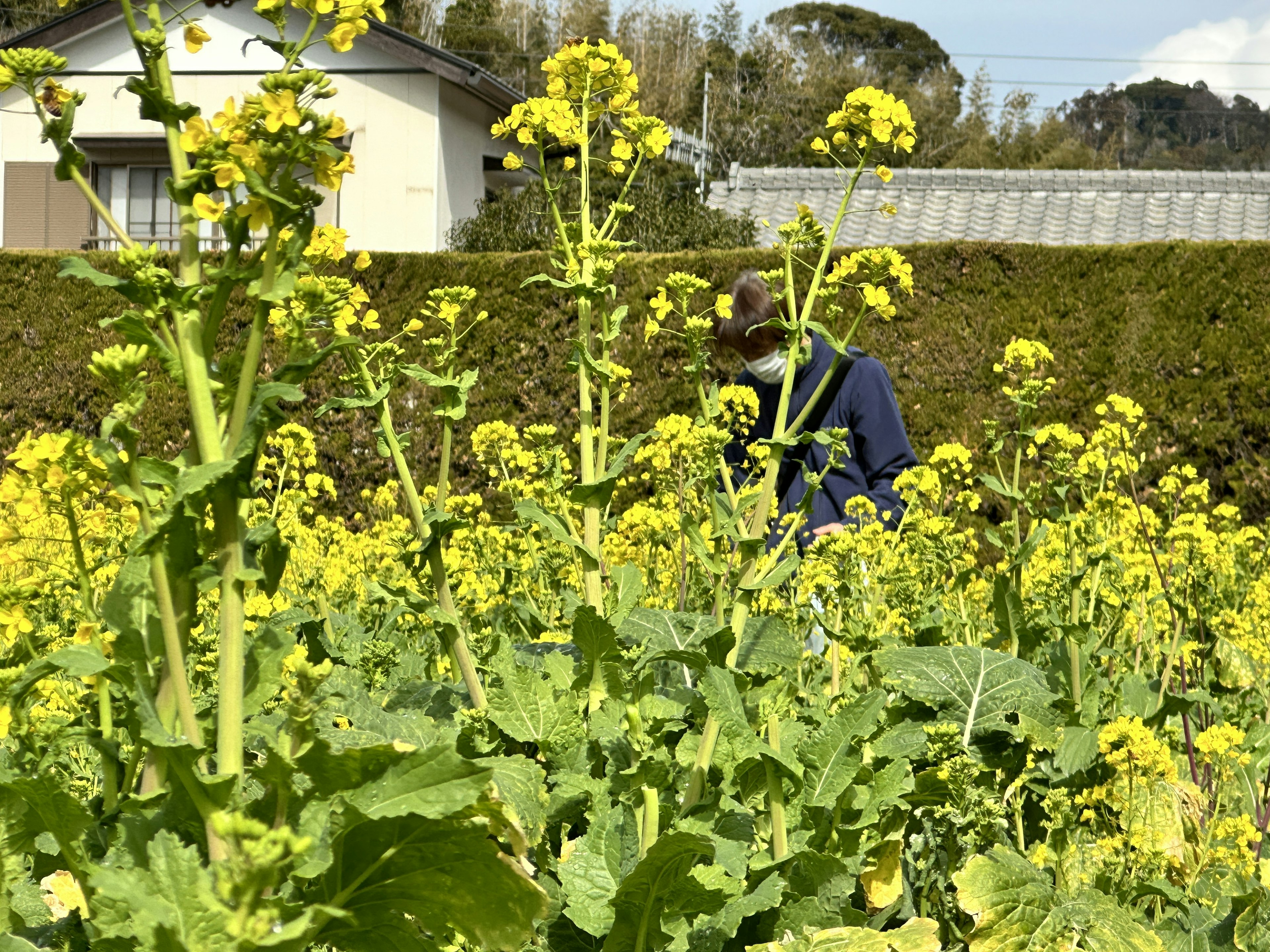 在盛开的黄色油菜花田中工作的人