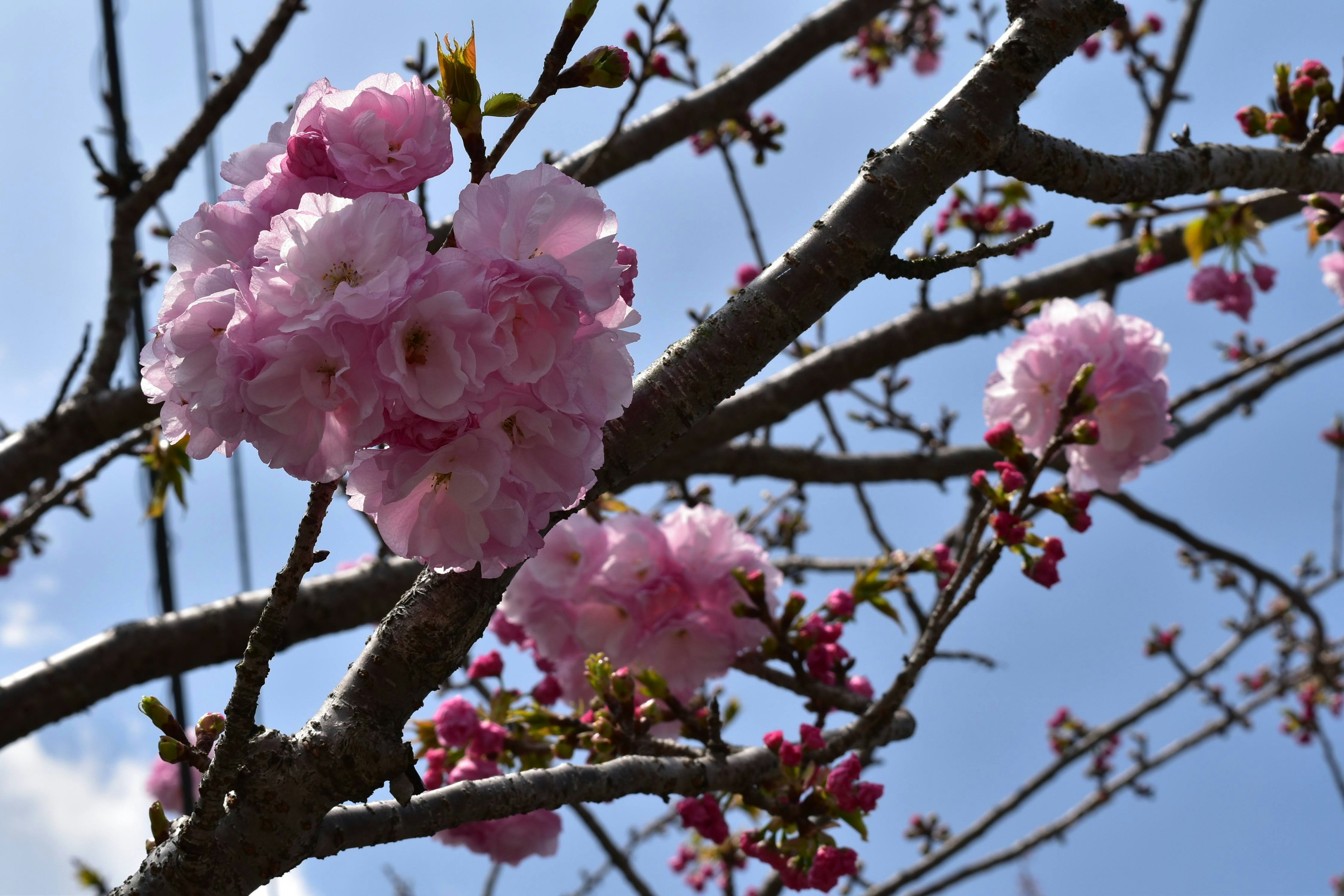 Primer plano de flores de cerezo en una rama con fondo de cielo azul