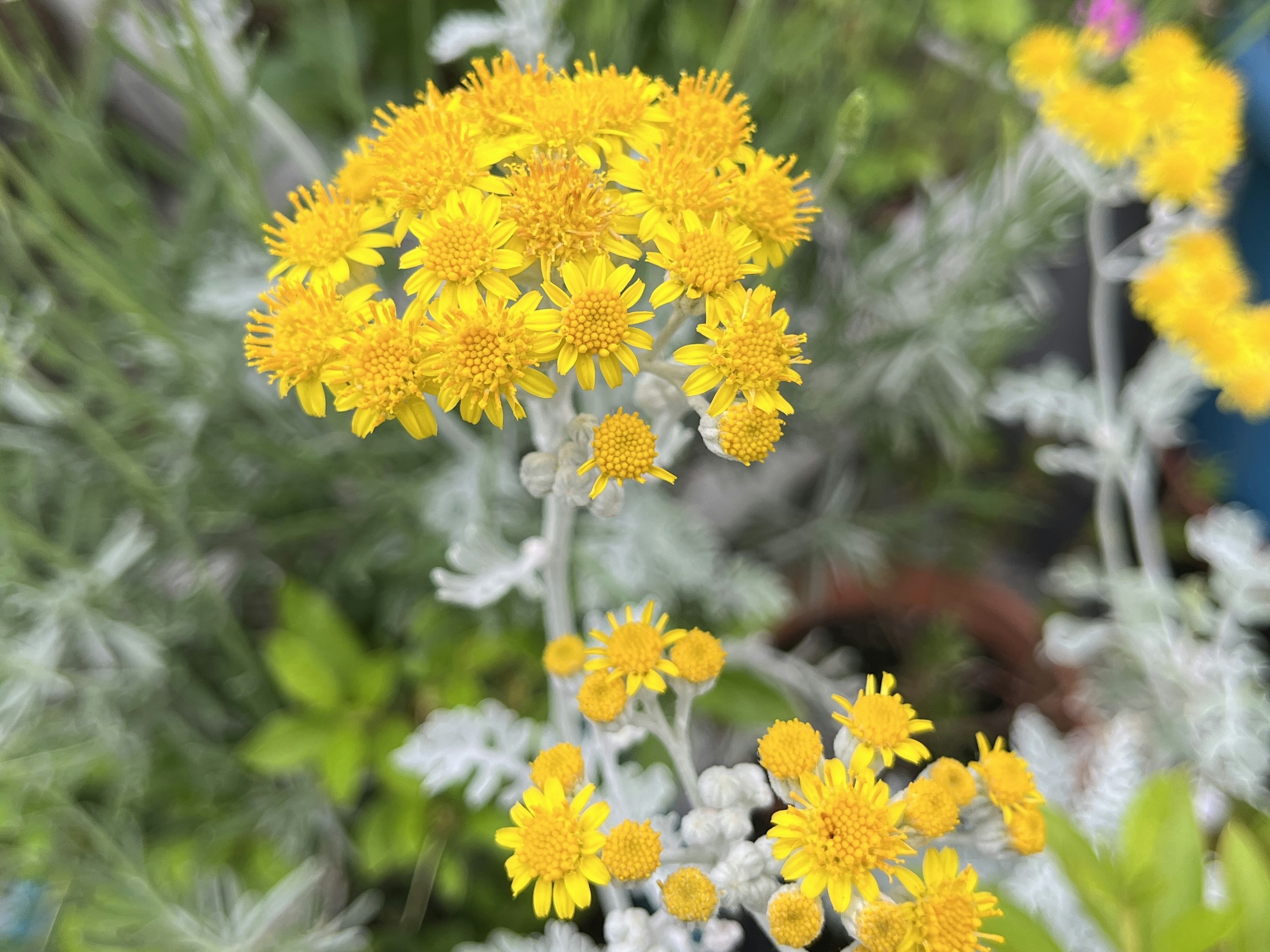 Close-up tanaman dengan bunga kuning cerah