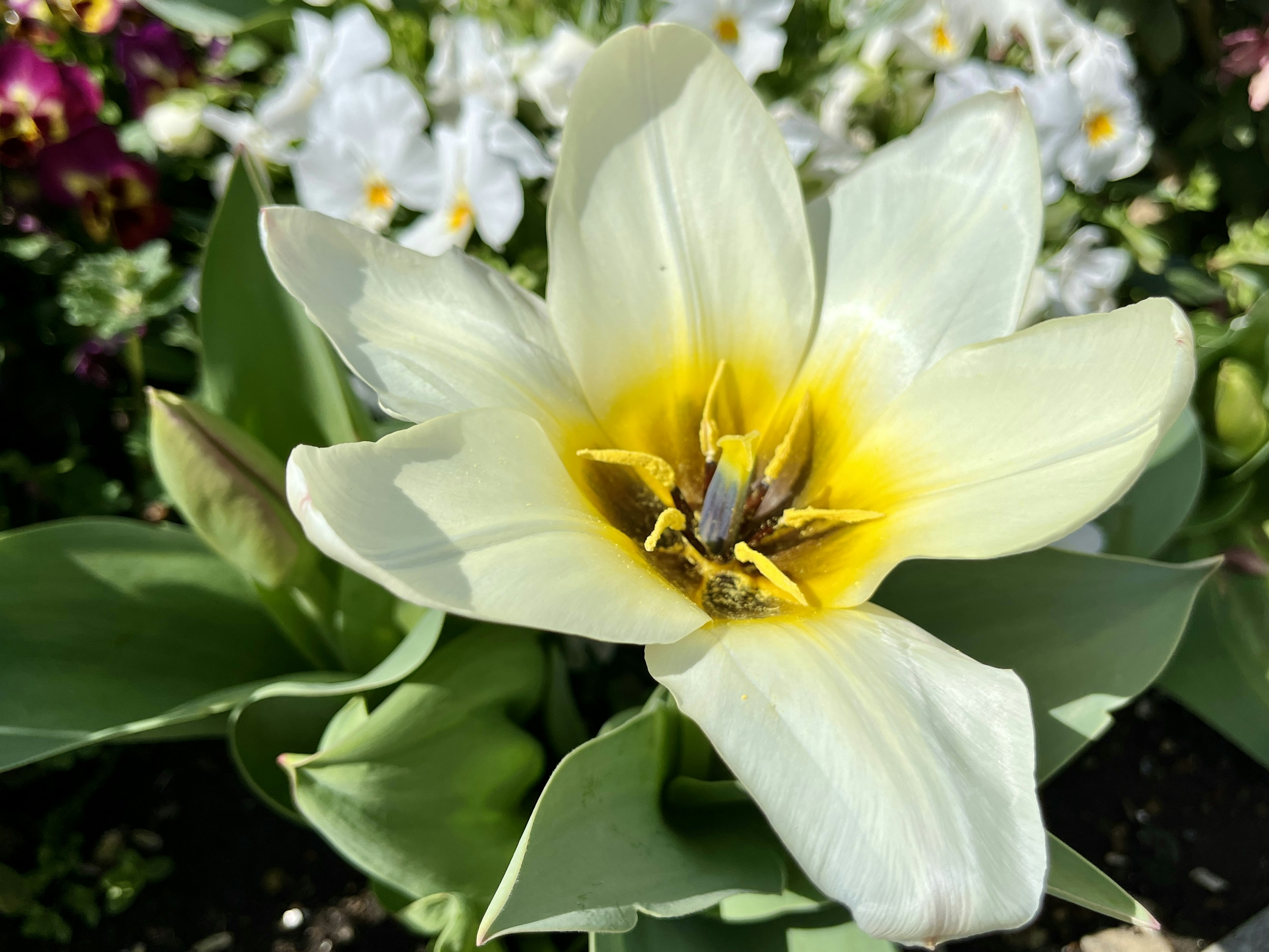 白いチューリップの花とその黄色い中心