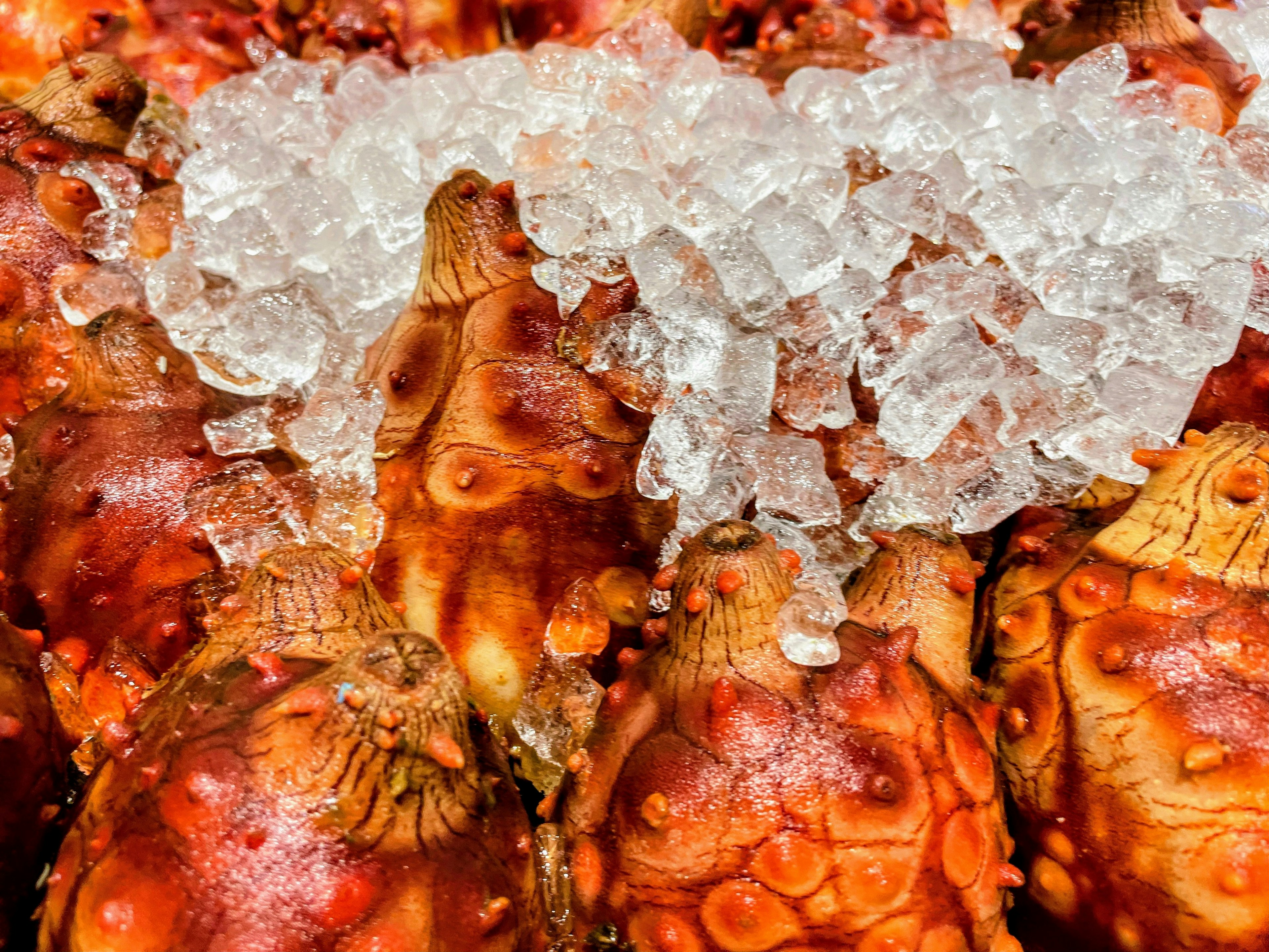 Primer plano de mariscos rojos dispuestos sobre hielo