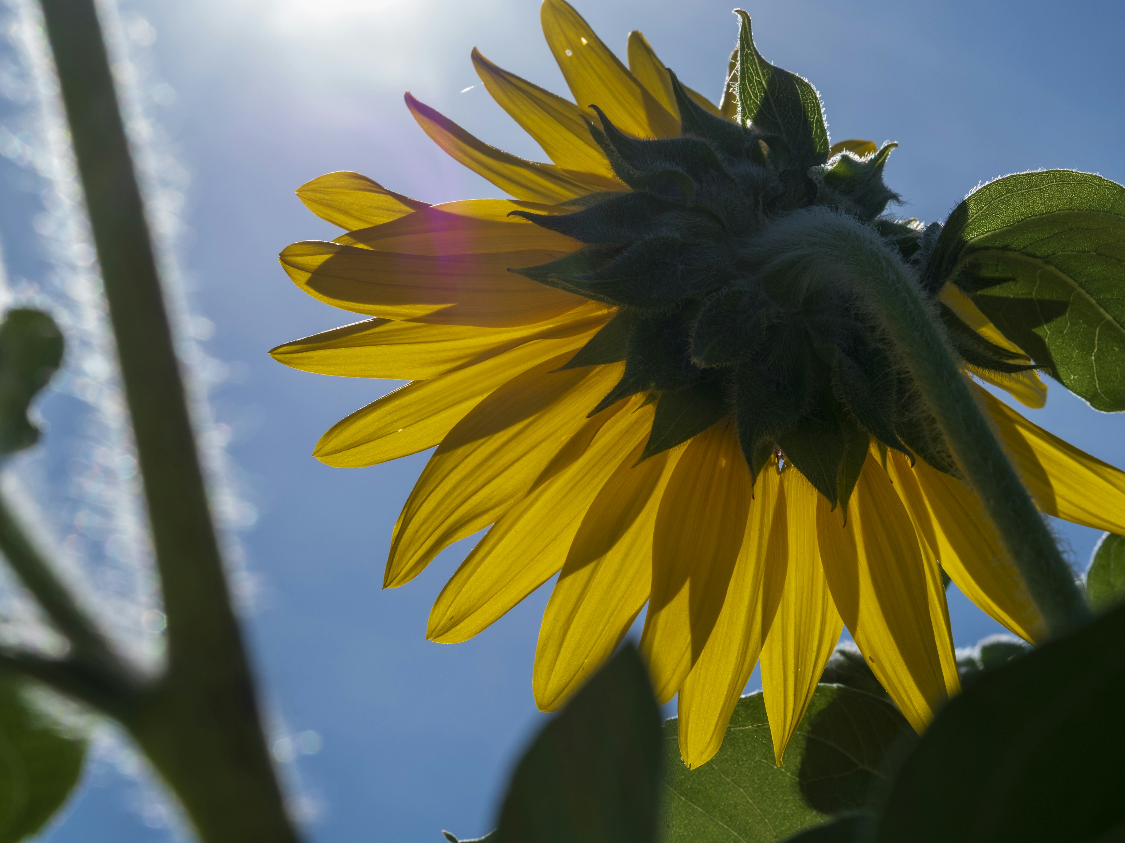 Vista laterale di un girasole che si gode il sole