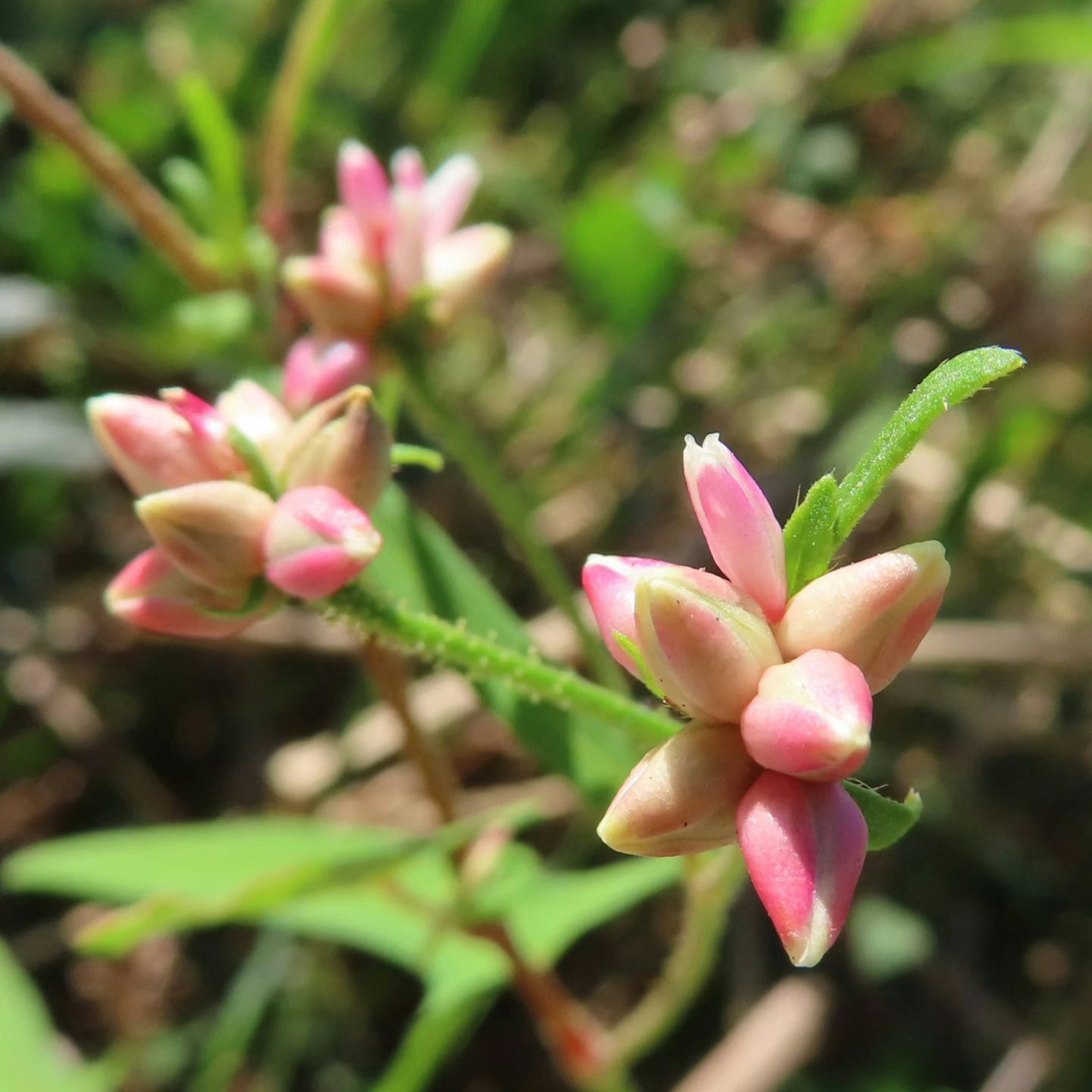 Nahaufnahme einer Pflanze mit rosa Knospen