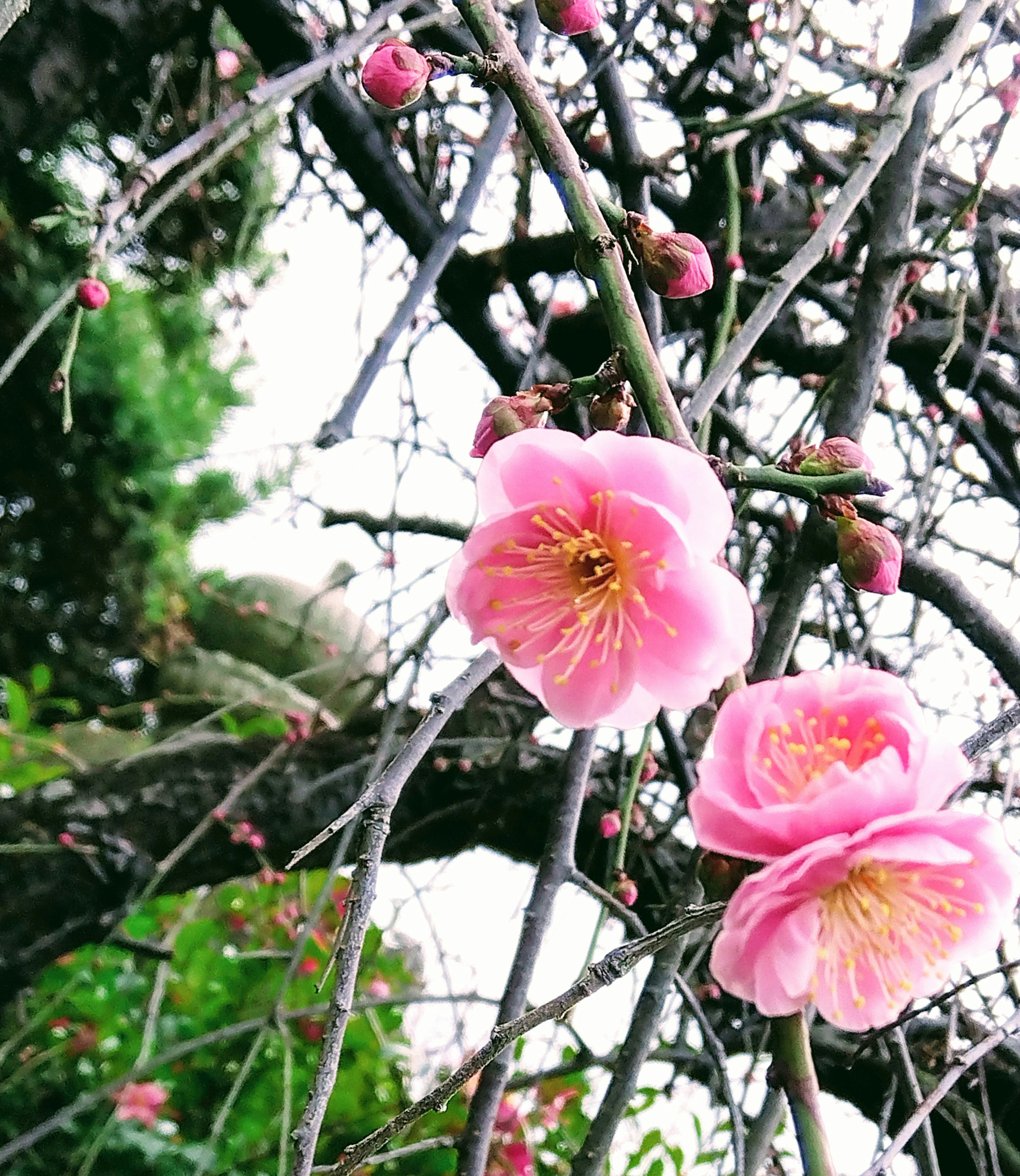 Branch with pink plum blossoms and young buds against green leaves