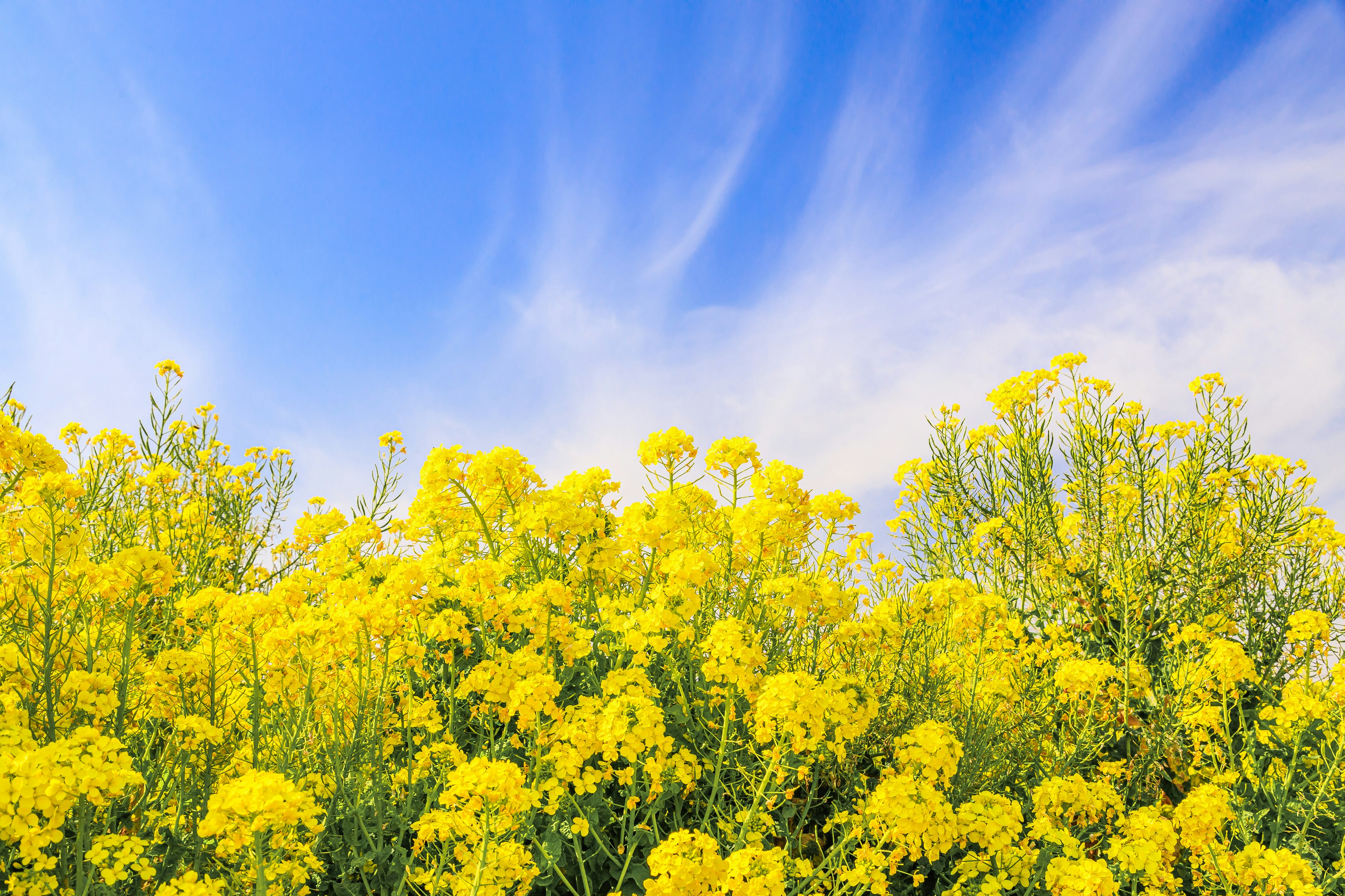 Paysage avec des fleurs jaunes brillantes sous un ciel bleu