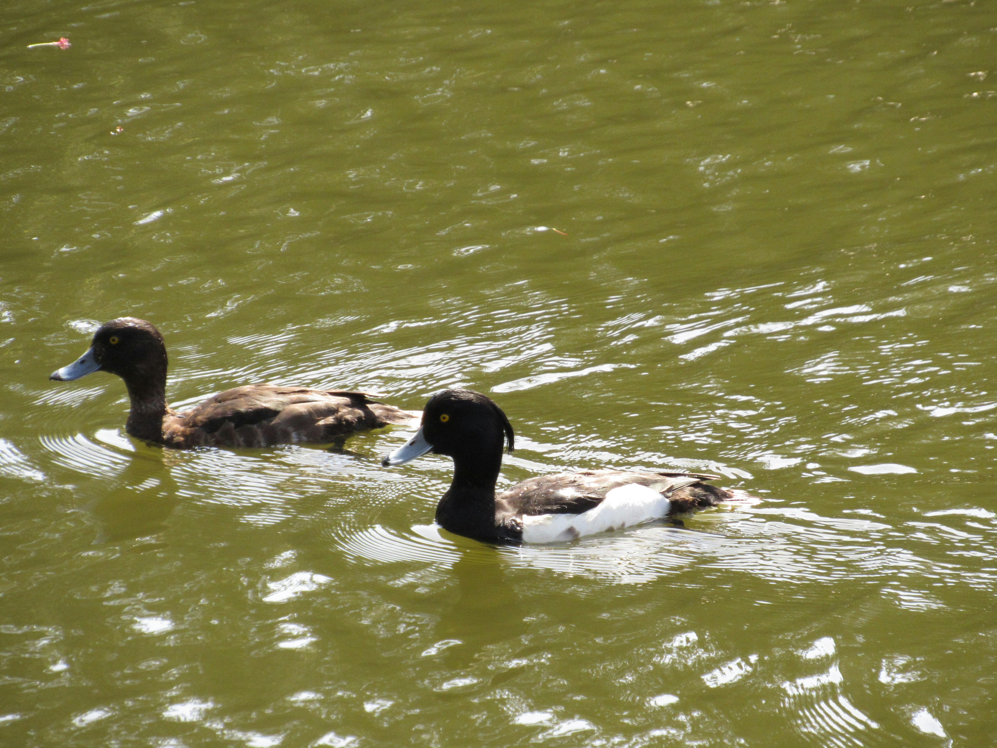 Dos patos nadando en un estanque verde