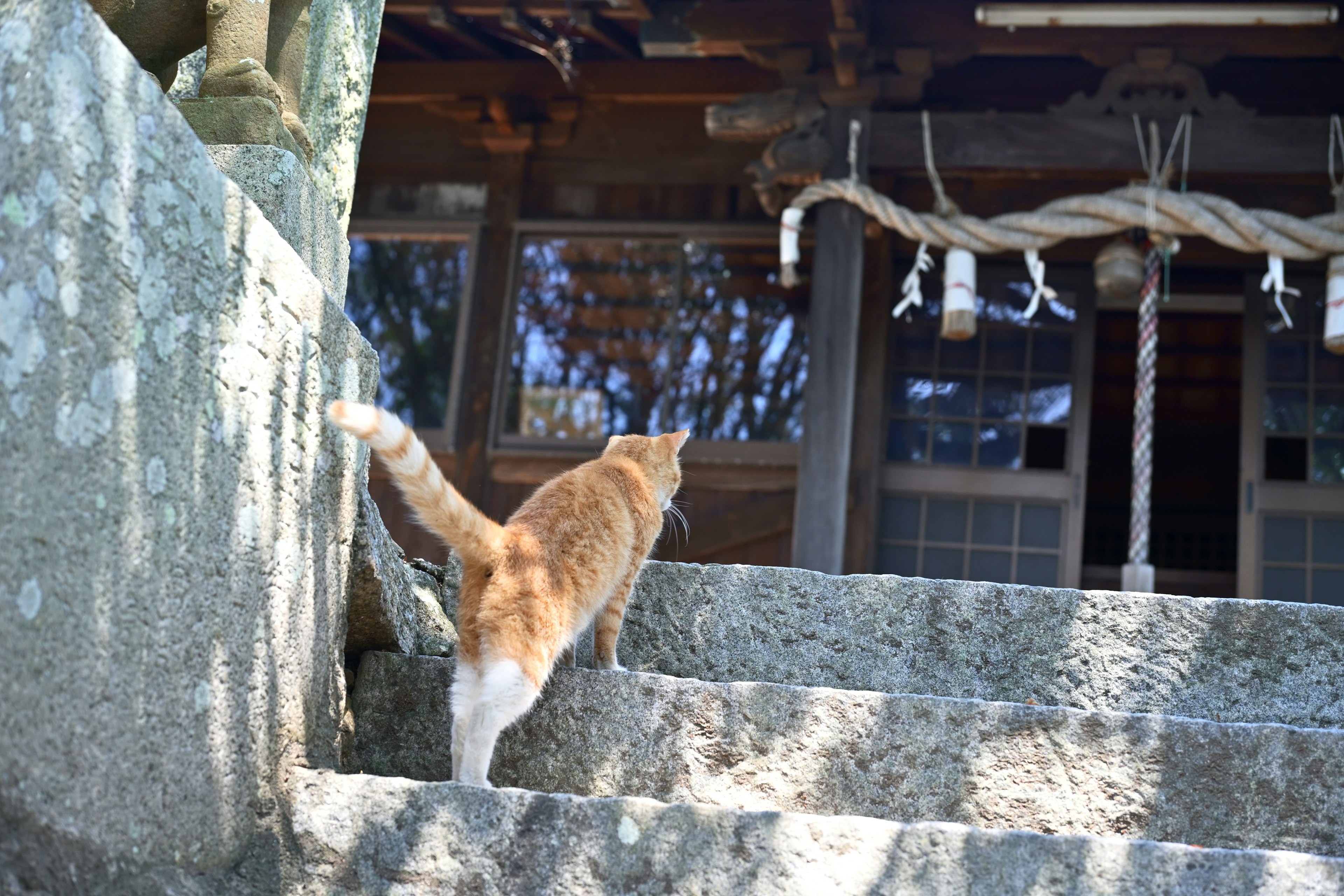 猫が神社の石の階段を上っている風景