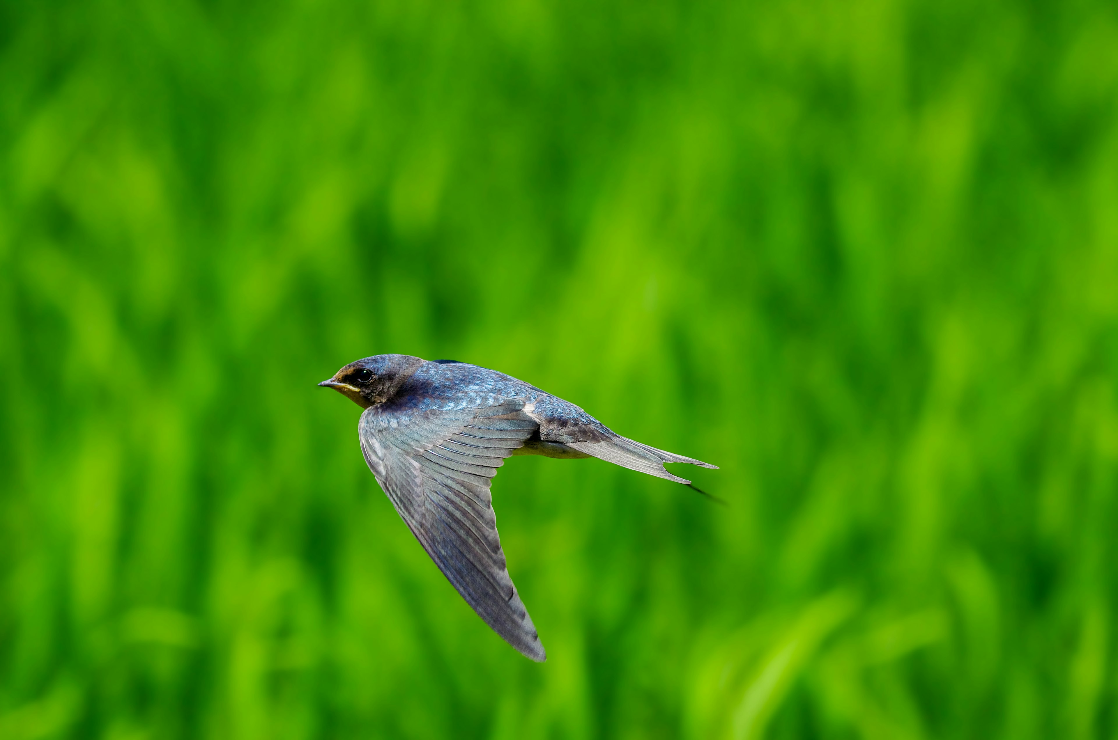 A blue bird flying over green rice fields