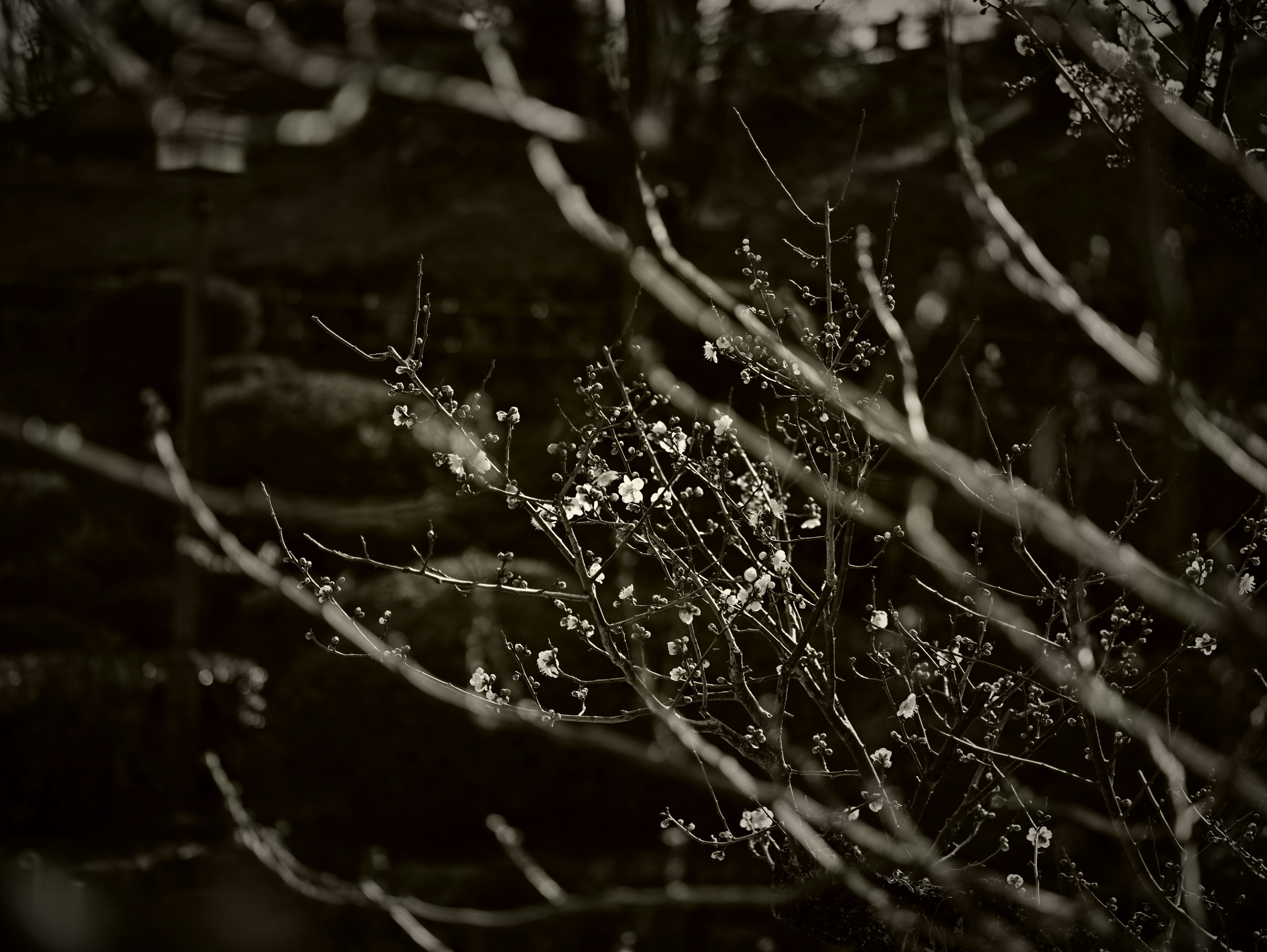 木の枝に咲く花のモノクロ写真で、背景は暗い