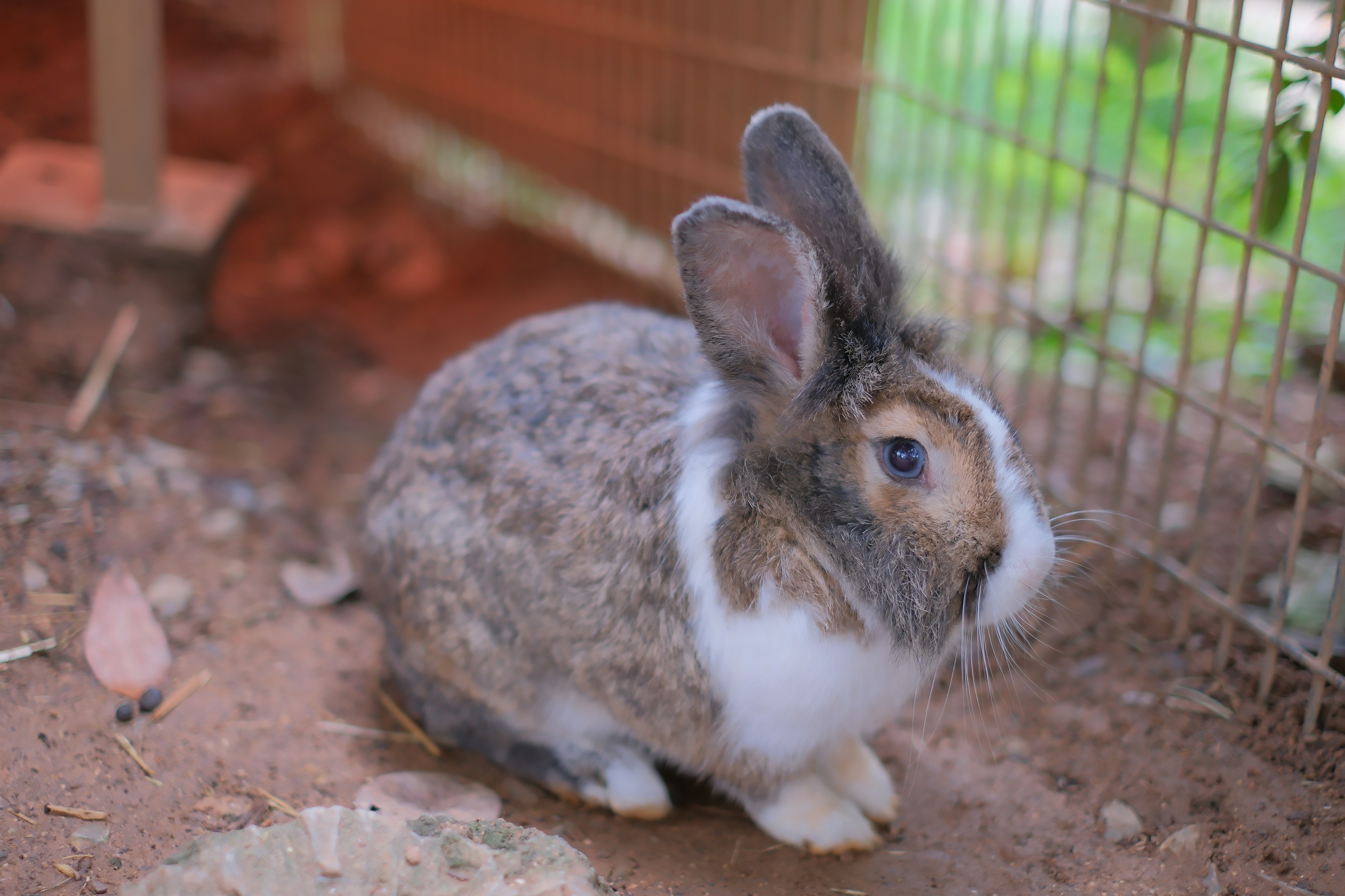 Un pequeño conejo sentado dentro de una jaula