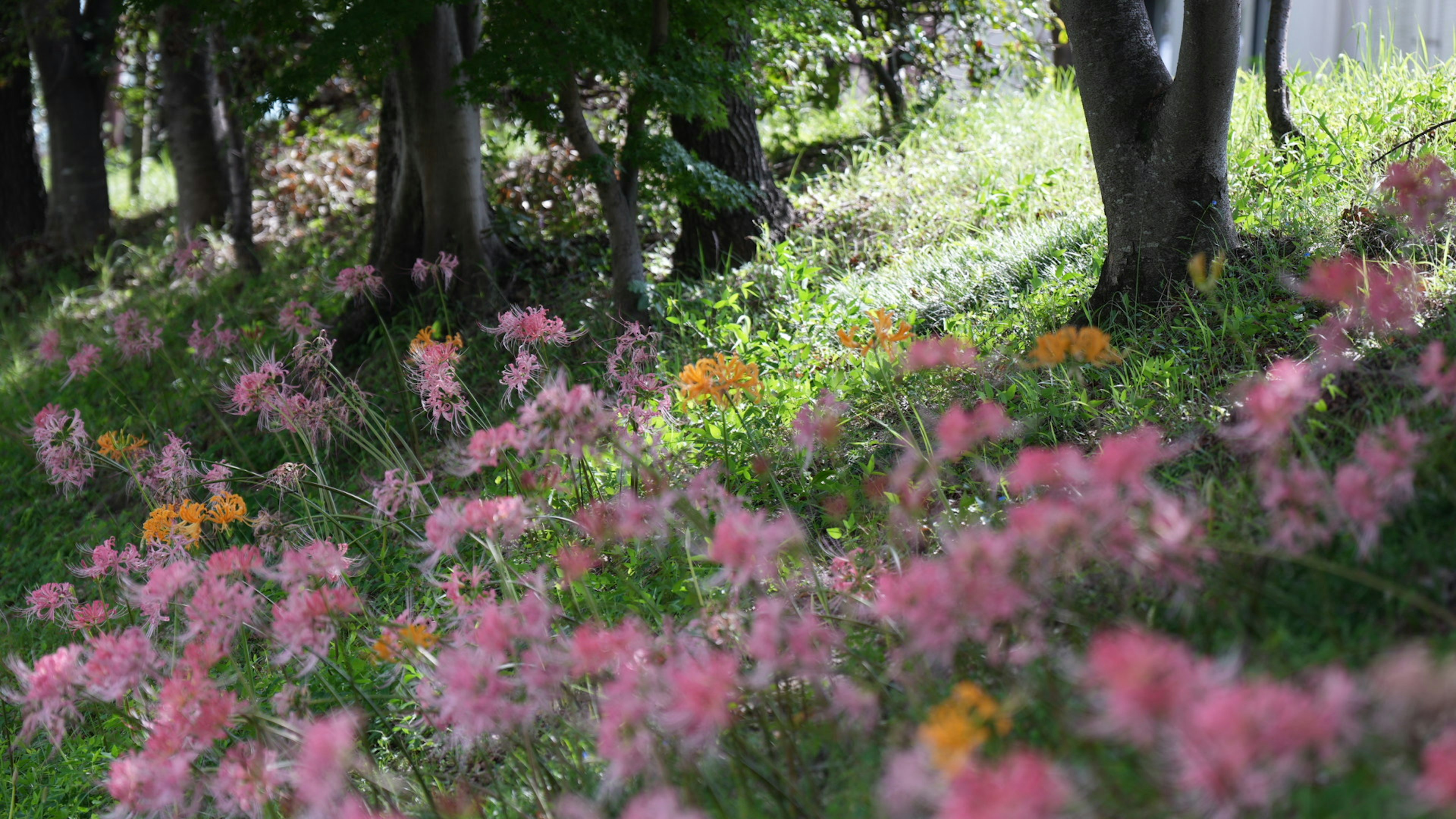 A vibrant meadow filled with pink and yellow flowers surrounded by trees