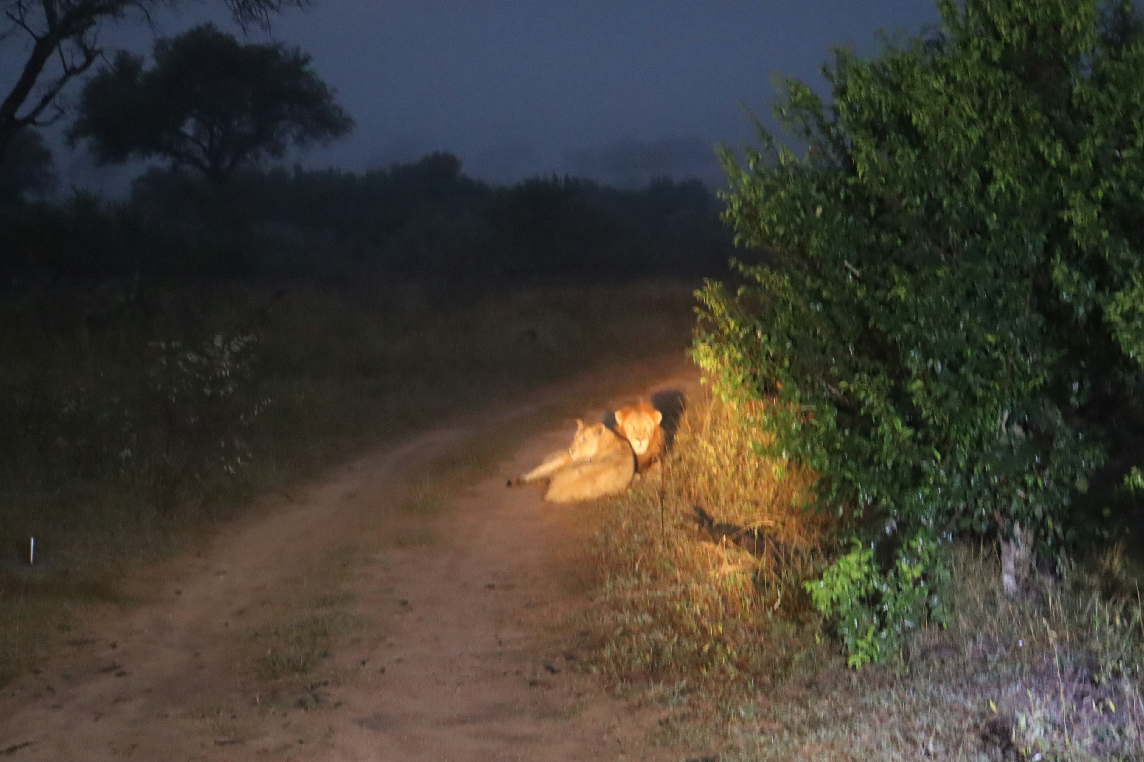 Silhouette di un leone sdraiato su un sentiero in un ambiente scuro con erba circostante