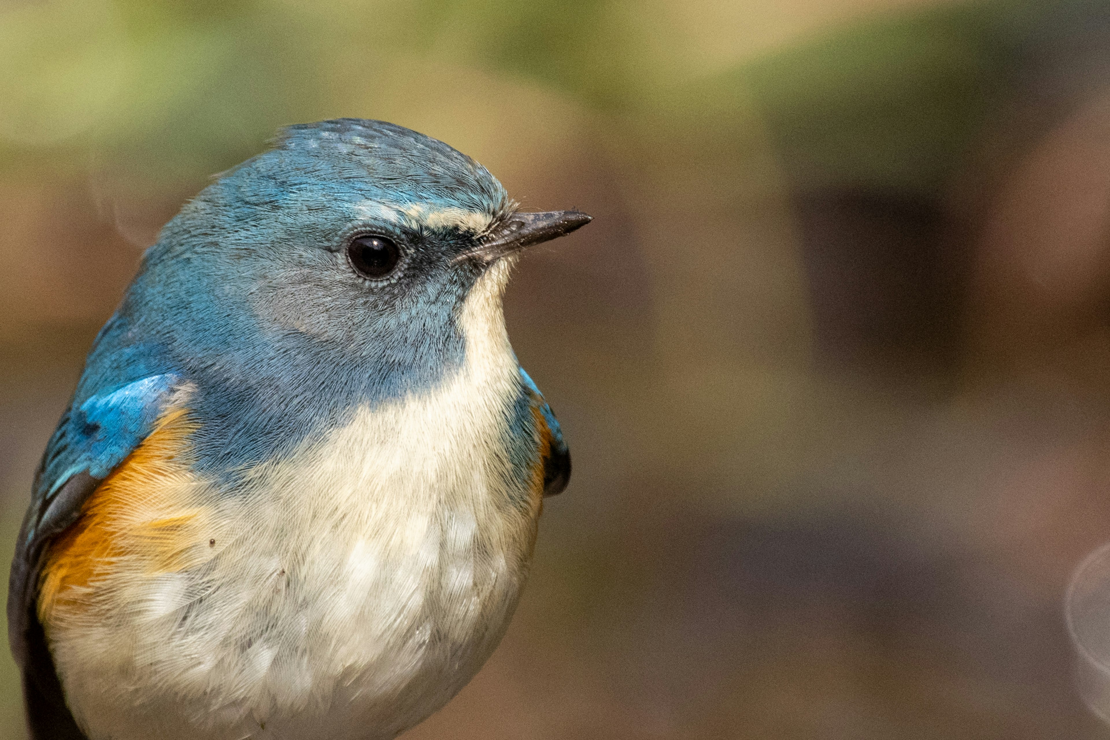 Nahaufnahme eines Vogels mit blauen Federn und orangefarbener Brust