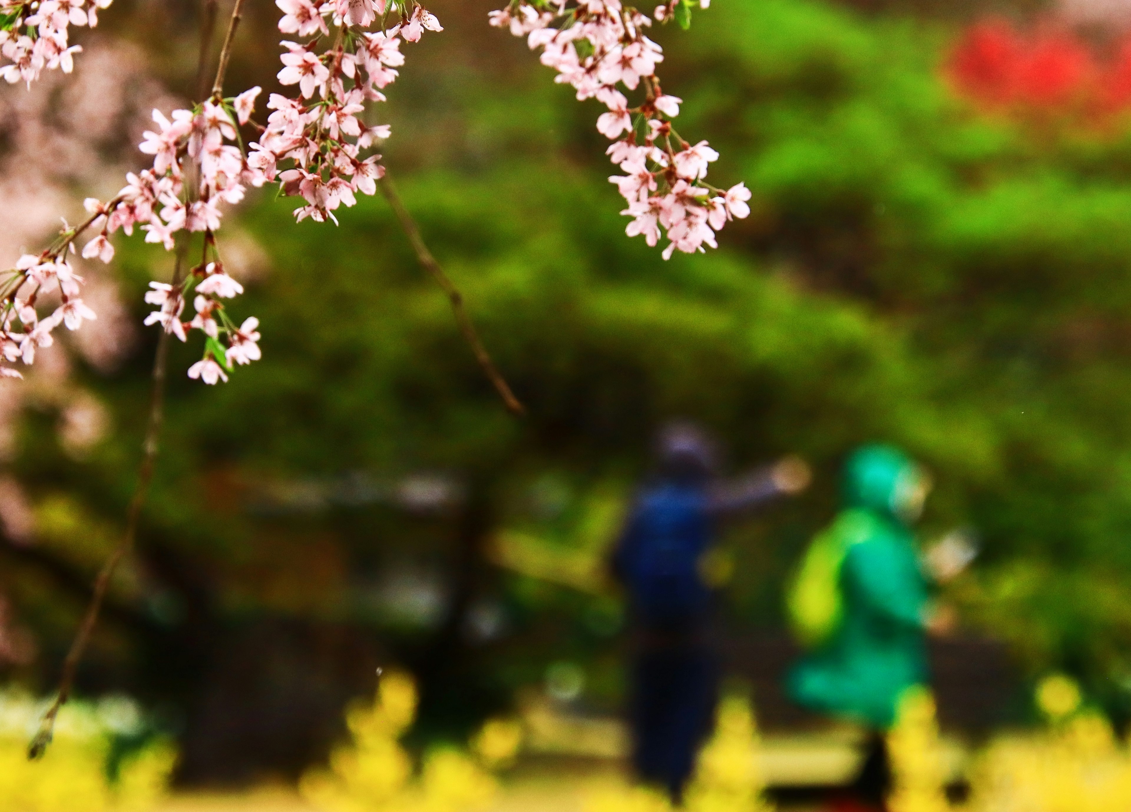 Bunga sakura dan orang-orang berpakaian hijau berjalan di taman