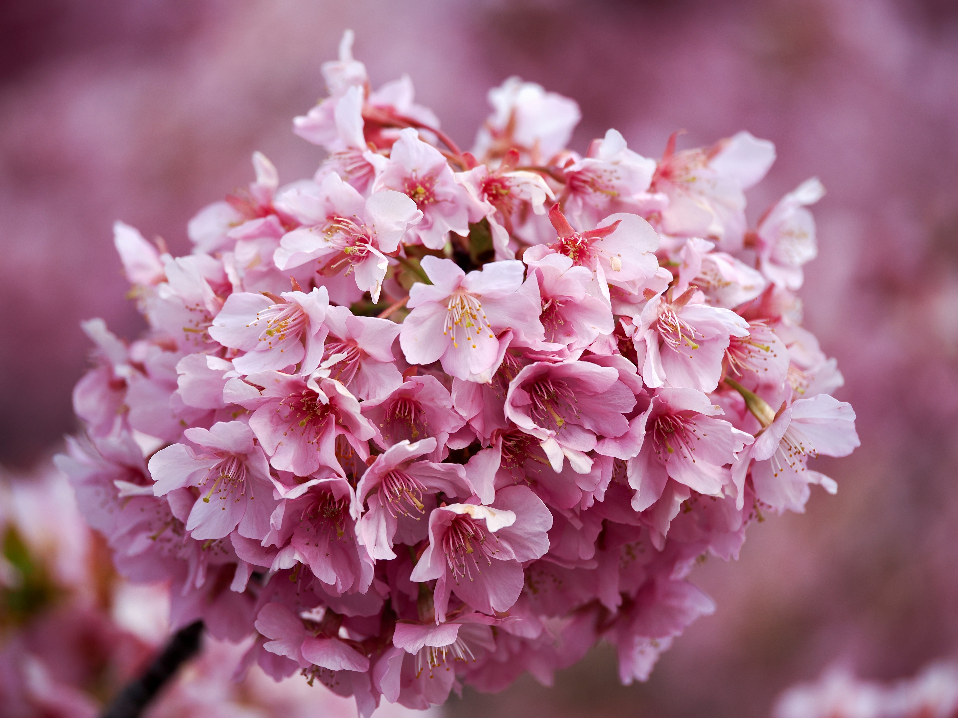 Close-up bunga sakura cantik dengan kelopak pink yang terkelompok