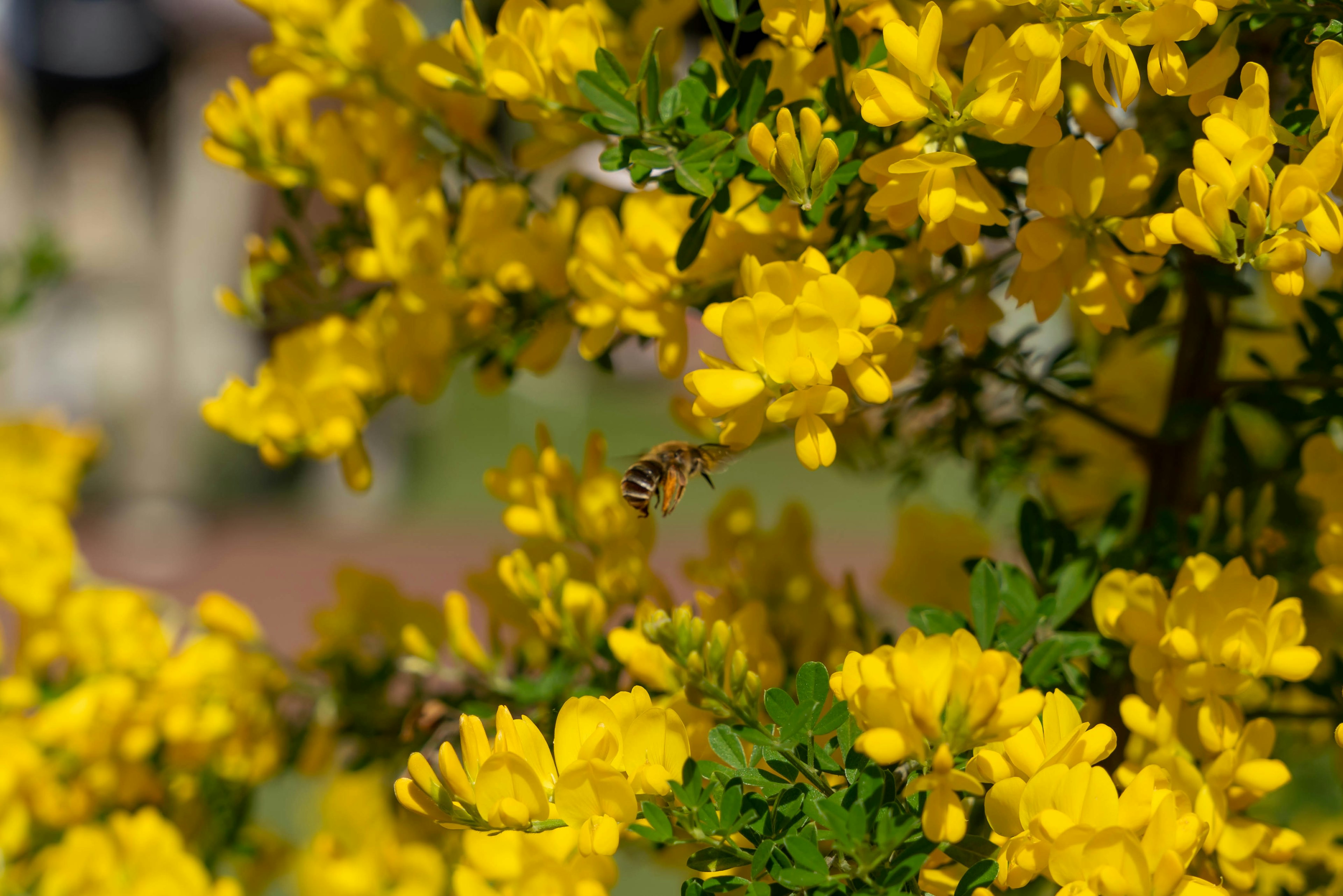 A scene featuring a bee hovering around bright yellow flowers