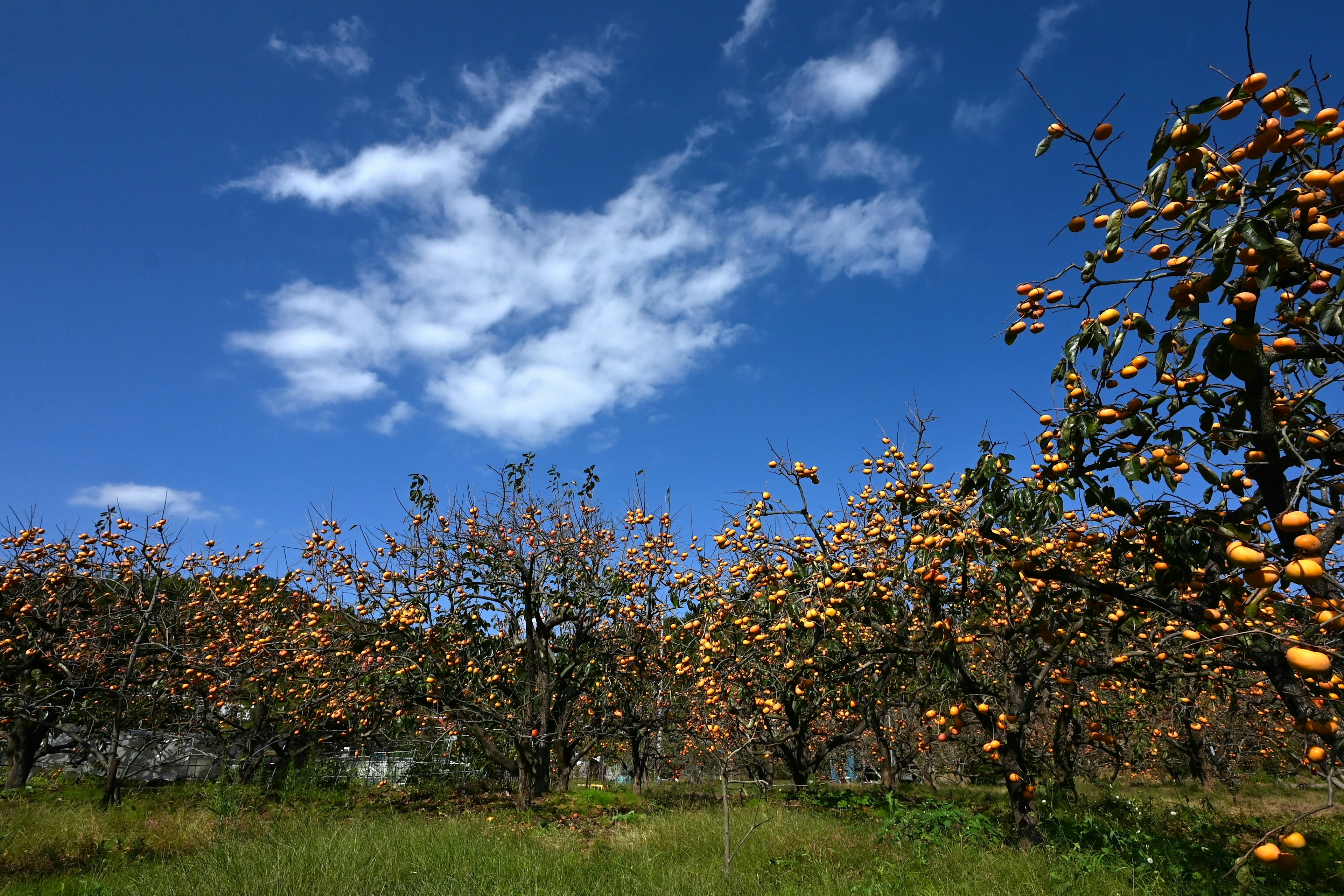 Paesaggio di un frutteto sotto un cielo blu con alberi che portano frutti arancioni