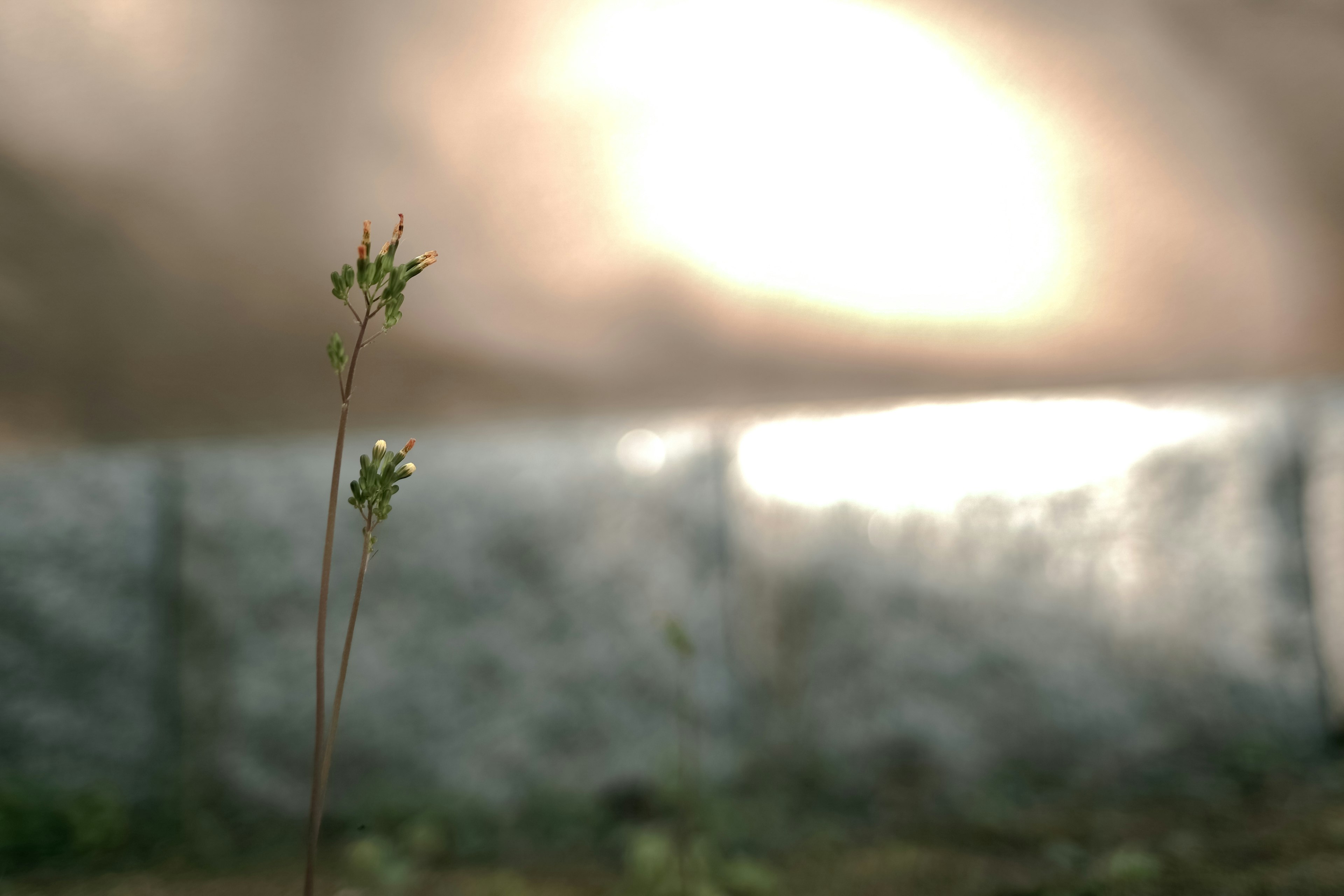 A small green plant stands in the foreground illuminated by soft light