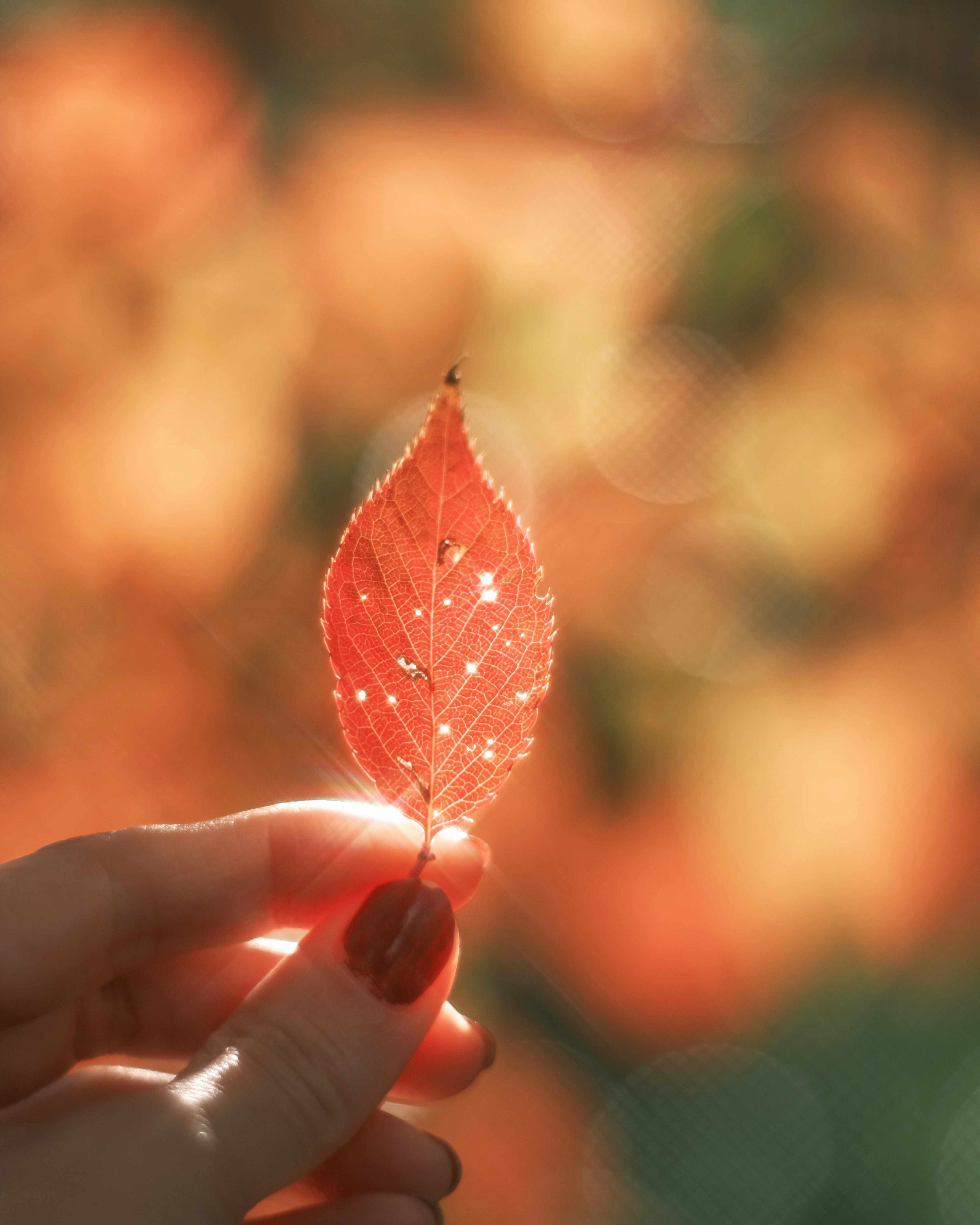 Ein durchscheinendes oranges Blatt, das von einer Hand gehalten wird, mit verschwommenem Hintergrund