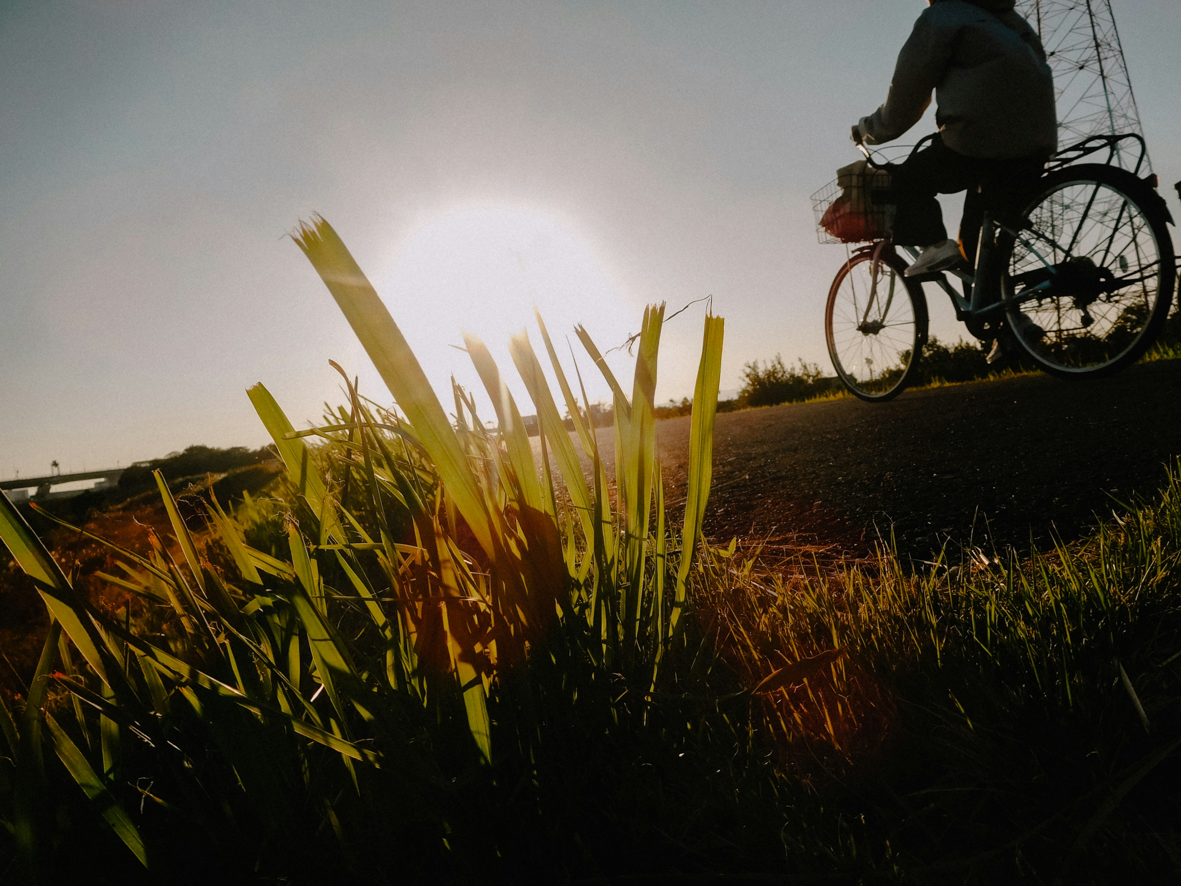 自転車に乗る人物と夕日を背景にした草のクローズアップ