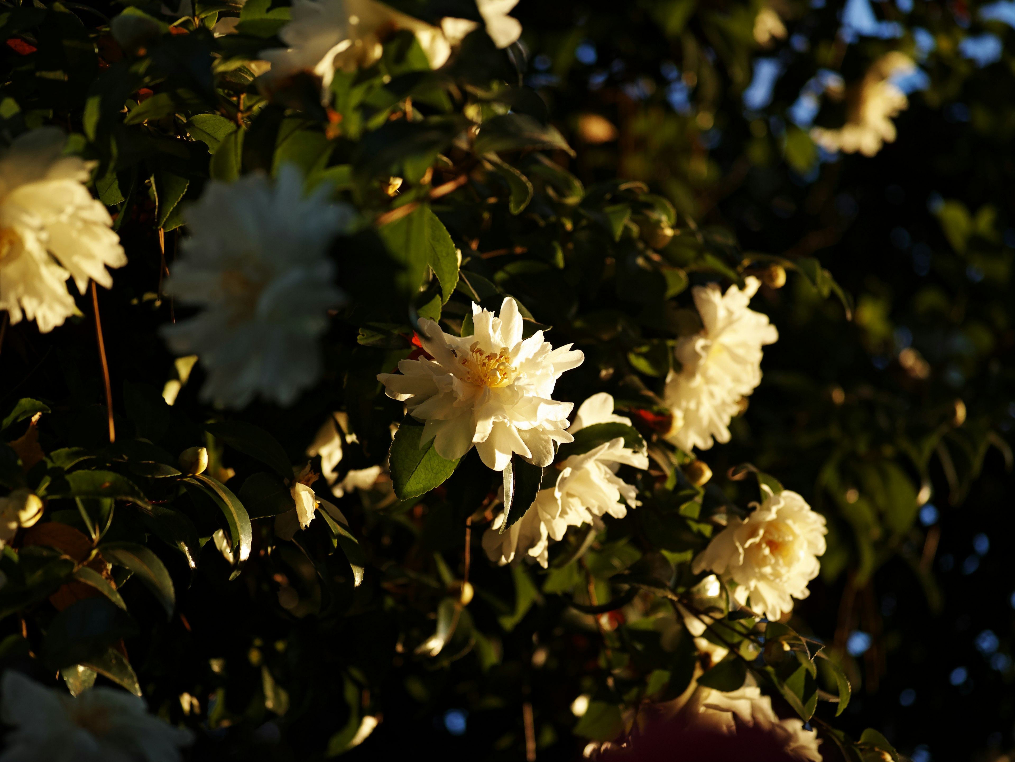 Ramas adornadas con flores blancas iluminadas por el atardecer