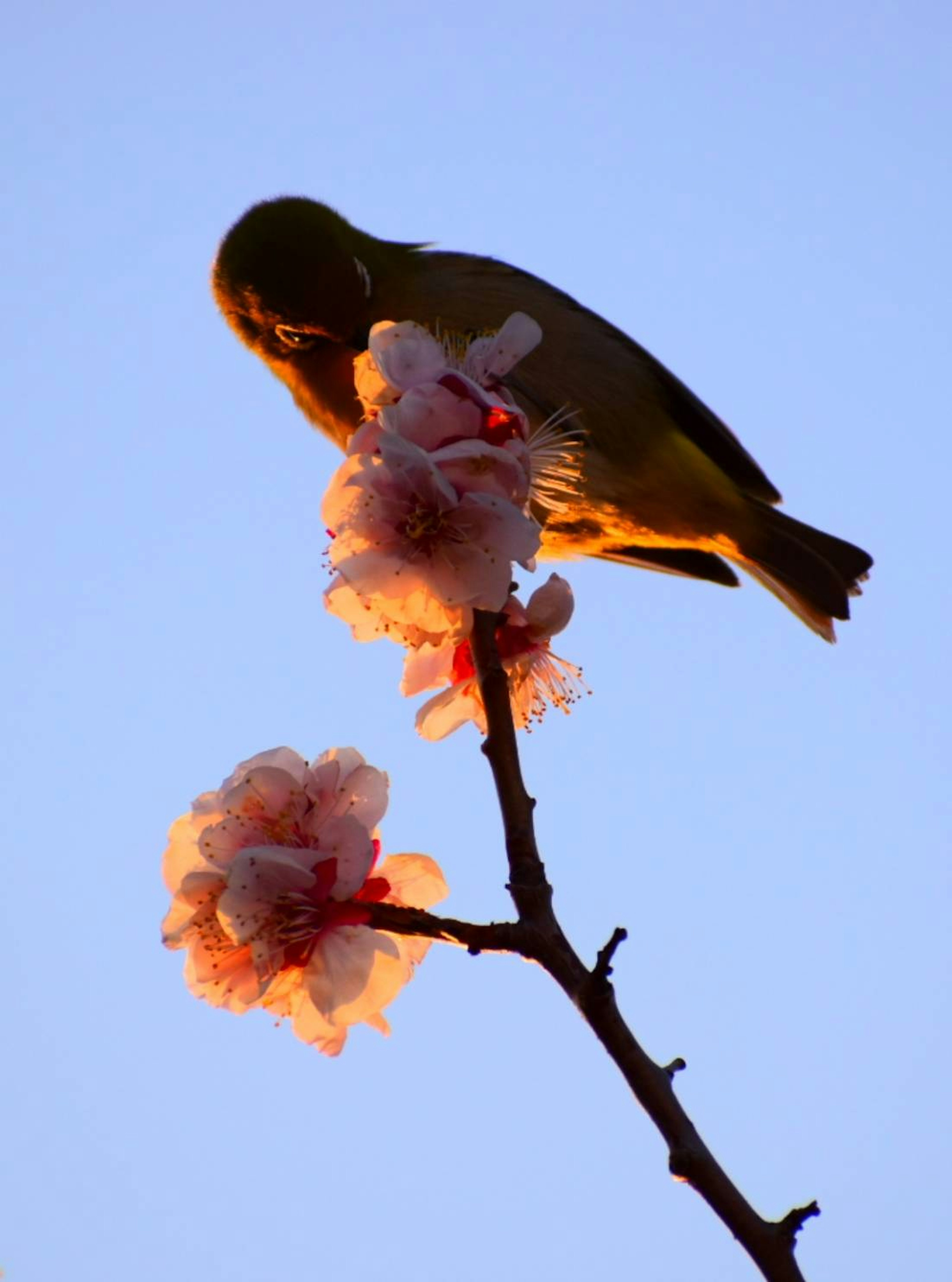 花に止まっている小鳥のシルエット