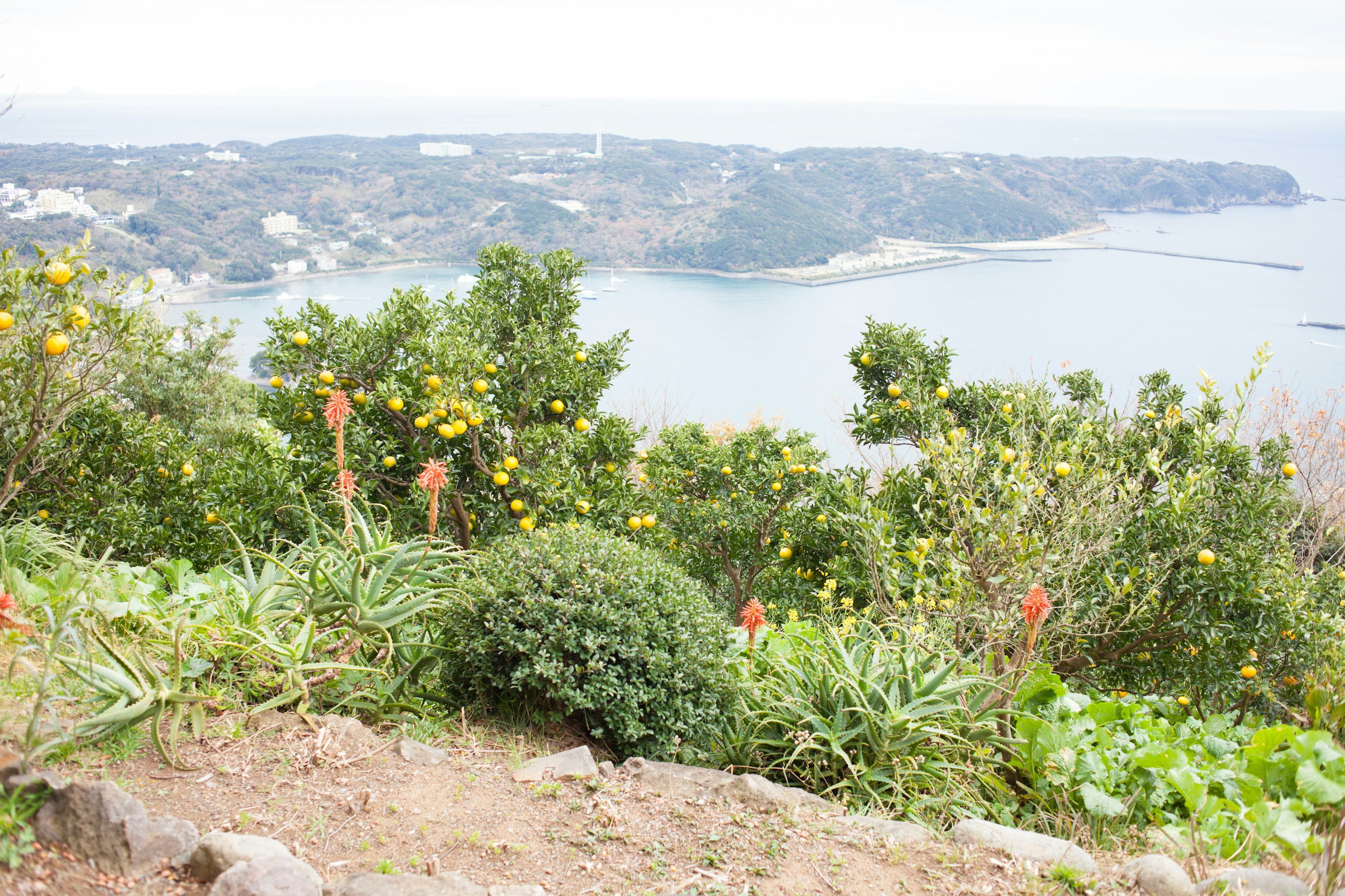 Lush hillside view overlooking the sea with colorful flowers