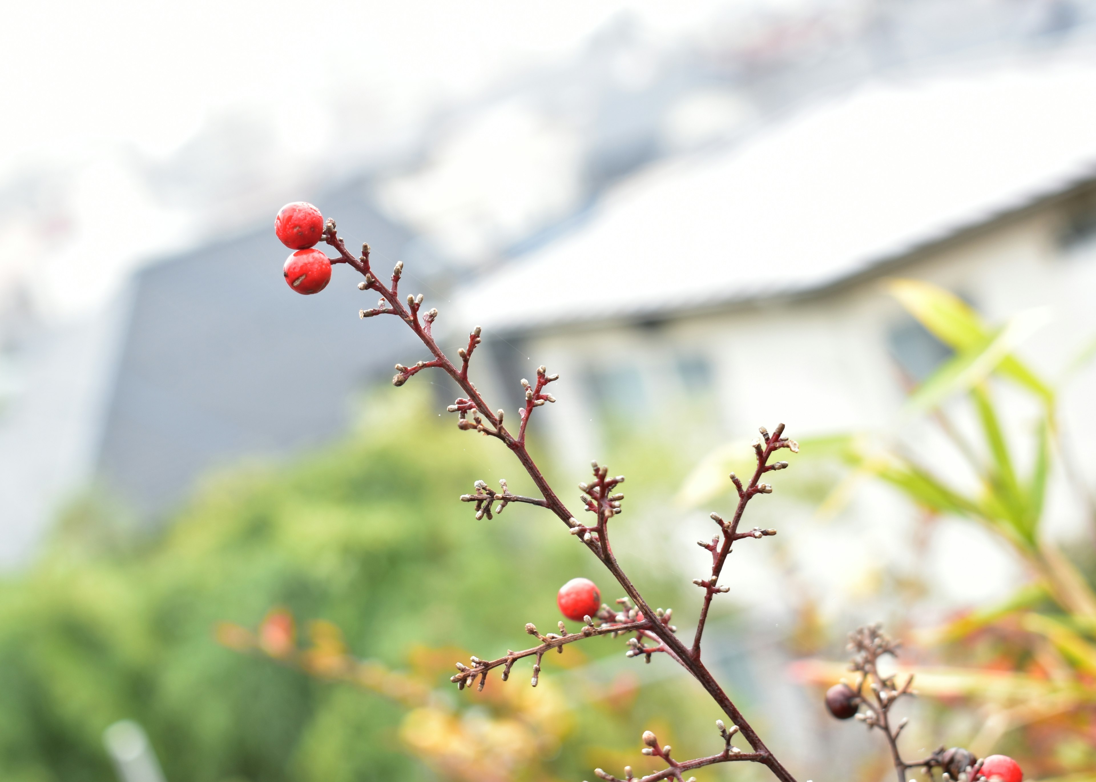 Thin branch with red berries and blurred background of houses